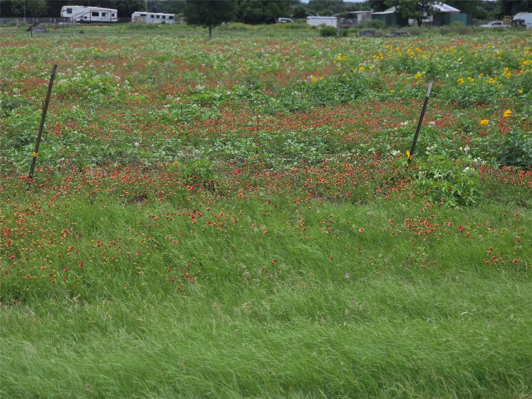 Wildflowers