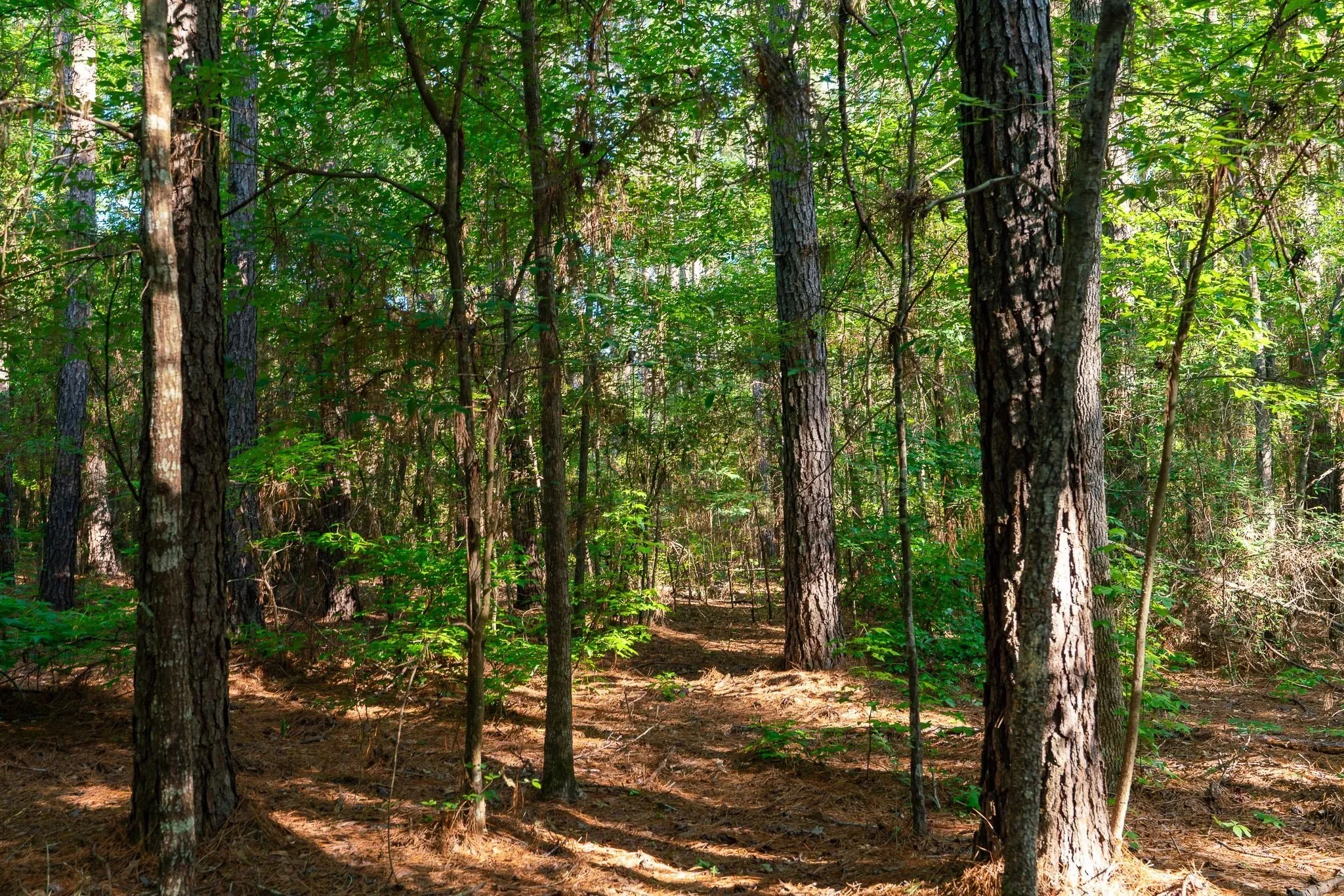 Unimproved Land For Sale in Rusk County , na CR 2137 D, Tatum, Texas 75961, 0, 0, Garage spaces, 0 Sqft, built in 0, mls#21300104, Real Estate Agent in Tatum, Homes For Sale in Rusk county, Homes For Sale in Tatum, Realtor in Tatum Texas, Real Estate Brokerage Independent Realty Texas, Luminita Cordes Realtor