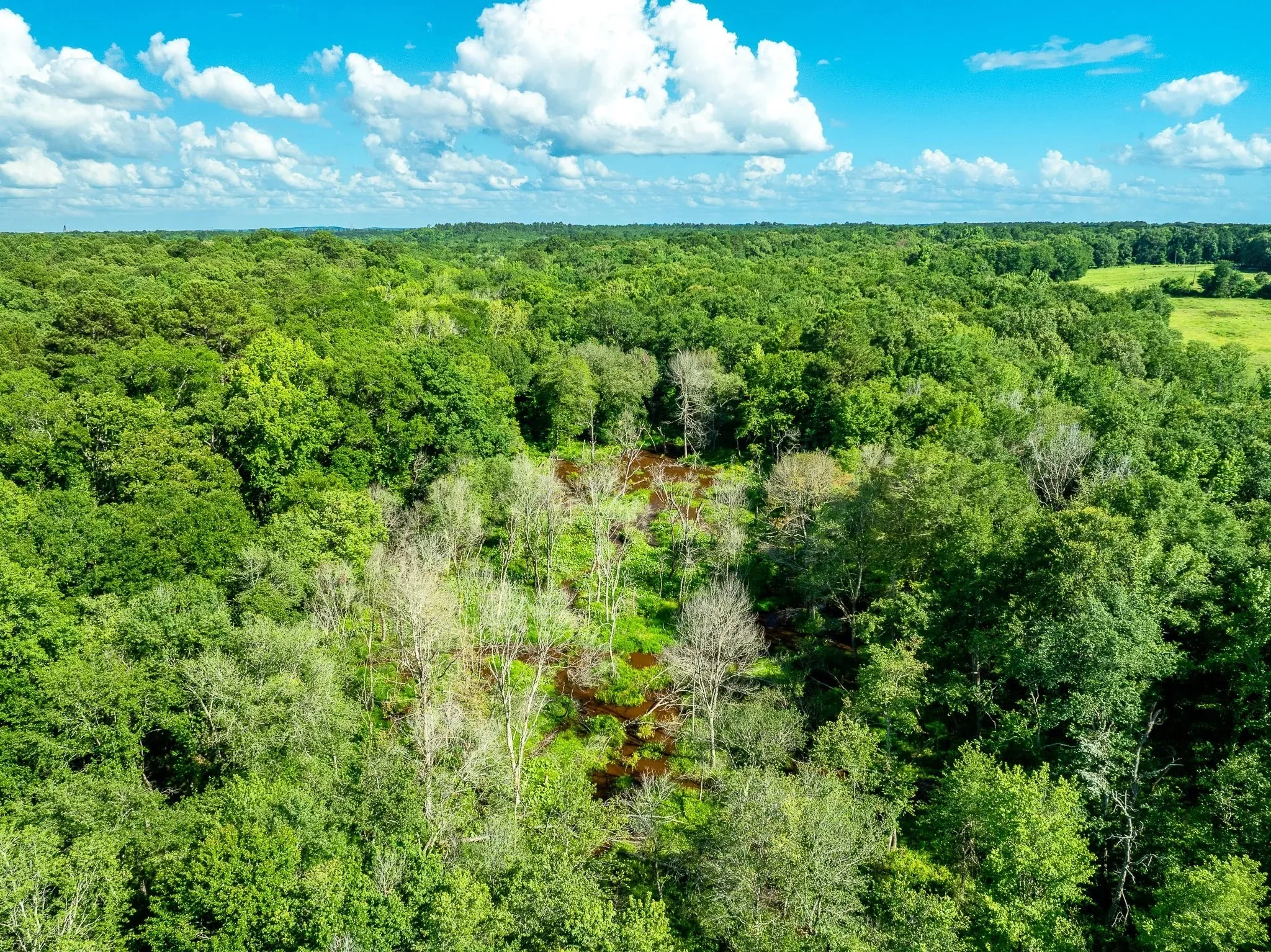 Unimproved Land For Sale in Rusk County , na CR 2137 D, Tatum, Texas 75961, 0, 0, Garage spaces, 0 Sqft, built in 0, mls#21300104, Real Estate Agent in Tatum, Homes For Sale in Rusk county, Homes For Sale in Tatum, Realtor in Tatum Texas, Real Estate Brokerage Independent Realty Texas, Luminita Cordes Realtor