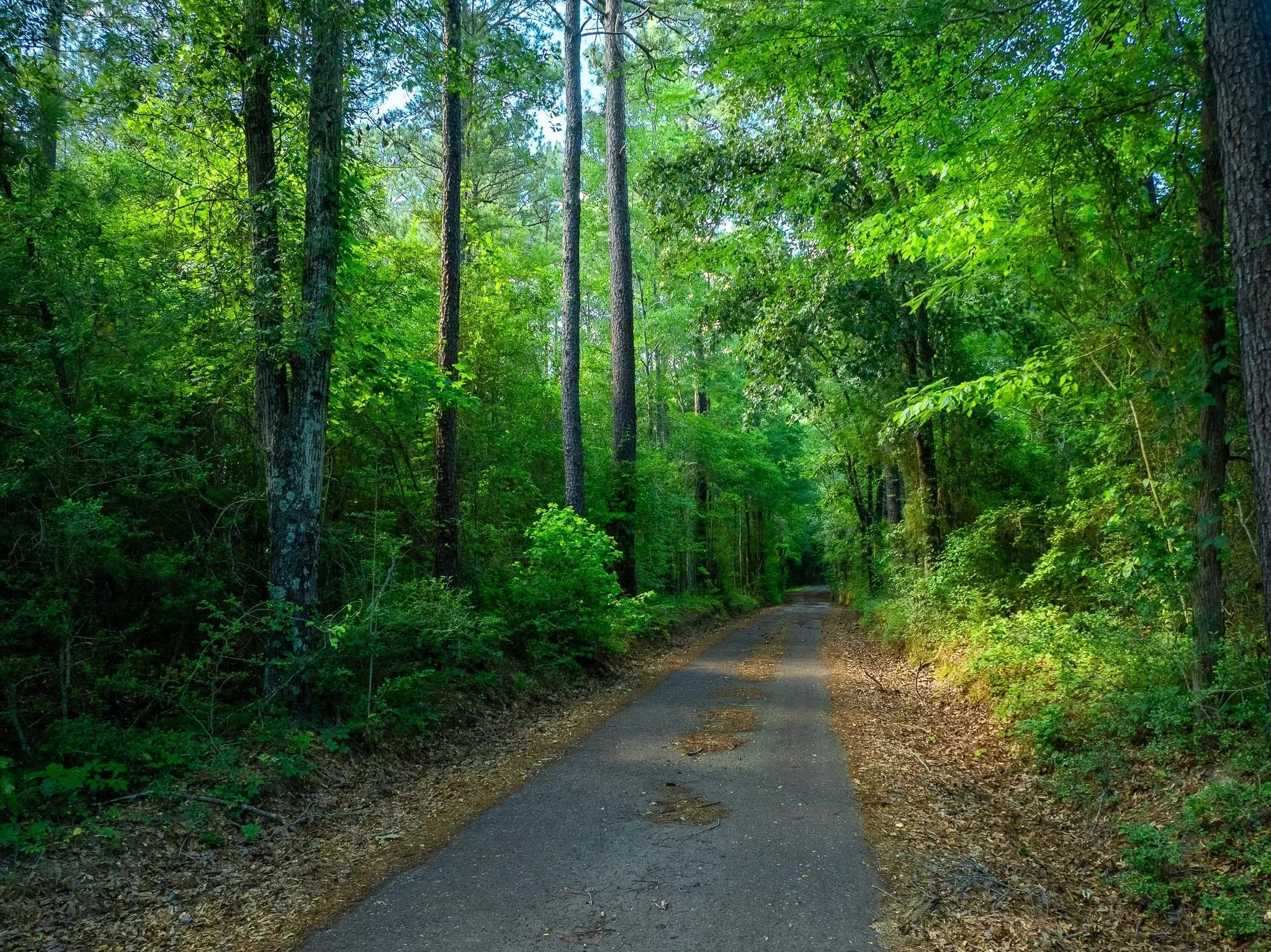 Unimproved Land For Sale in Rusk County , na CR 2137 D, Tatum, Texas 75961, 0, 0, Garage spaces, 0 Sqft, built in 0, mls#21300104, Real Estate Agent in Tatum, Homes For Sale in Rusk county, Homes For Sale in Tatum, Realtor in Tatum Texas, Real Estate Brokerage Independent Realty Texas, Luminita Cordes Realtor