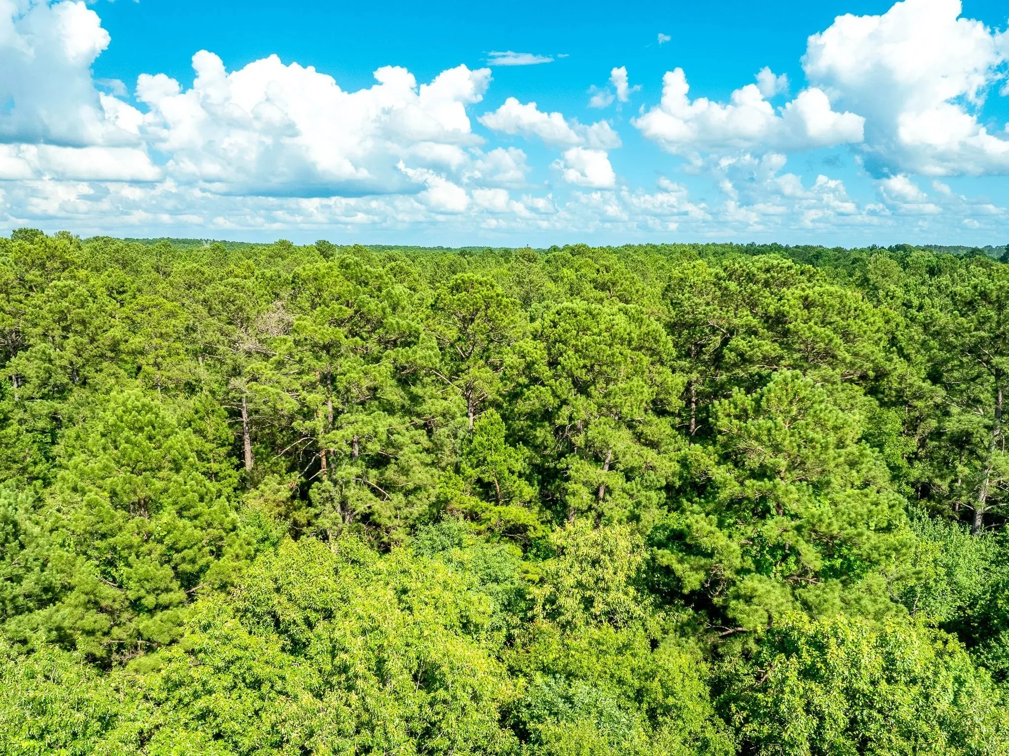 Unimproved Land For Sale in Rusk County , na CR 2137 D, Tatum, Texas 75961, 0, 0, Garage spaces, 0 Sqft, built in 0, mls#21300104, Real Estate Agent in Tatum, Homes For Sale in Rusk county, Homes For Sale in Tatum, Realtor in Tatum Texas, Real Estate Brokerage Independent Realty Texas, Luminita Cordes Realtor
