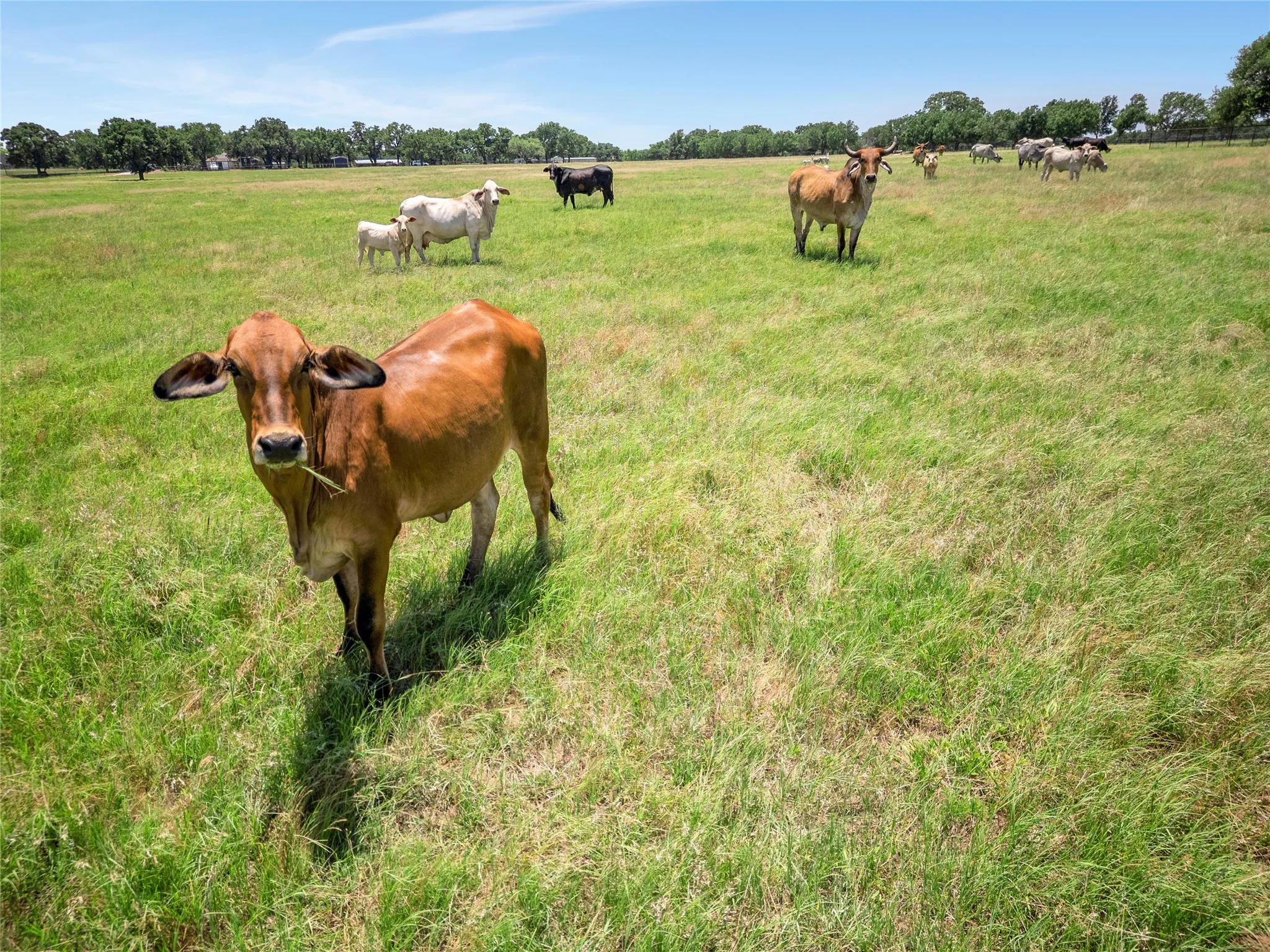Have your own grass-fed beef & free-range chickens!