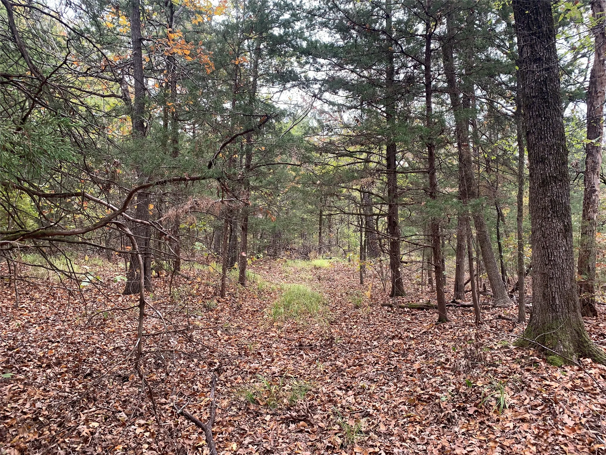Unimproved Land For Sale in Fannin County , 9999 Fm 409, Monkstown, Texas 75446, 0, 0, Garage spaces, 0 Sqft, built in 0, mls#21299482, Real Estate Agent in Monkstown, Homes For Sale in Fannin county, Homes For Sale in Monkstown, Realtor in Monkstown Texas, Real Estate Brokerage Independent Realty Texas, Luminita Cordes Realtor