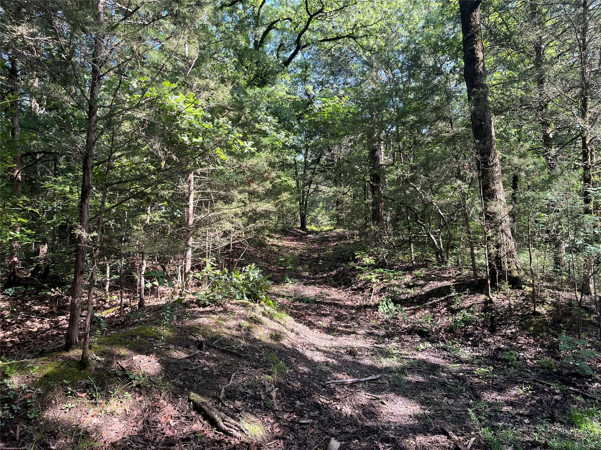 Unimproved Land For Sale in Fannin County , 9999 Fm 409, Monkstown, Texas 75446, 0, 0, Garage spaces, 0 Sqft, built in 0, mls#21299482, Real Estate Agent in Monkstown, Homes For Sale in Fannin county, Homes For Sale in Monkstown, Realtor in Monkstown Texas, Real Estate Brokerage Independent Realty Texas, Luminita Cordes Realtor