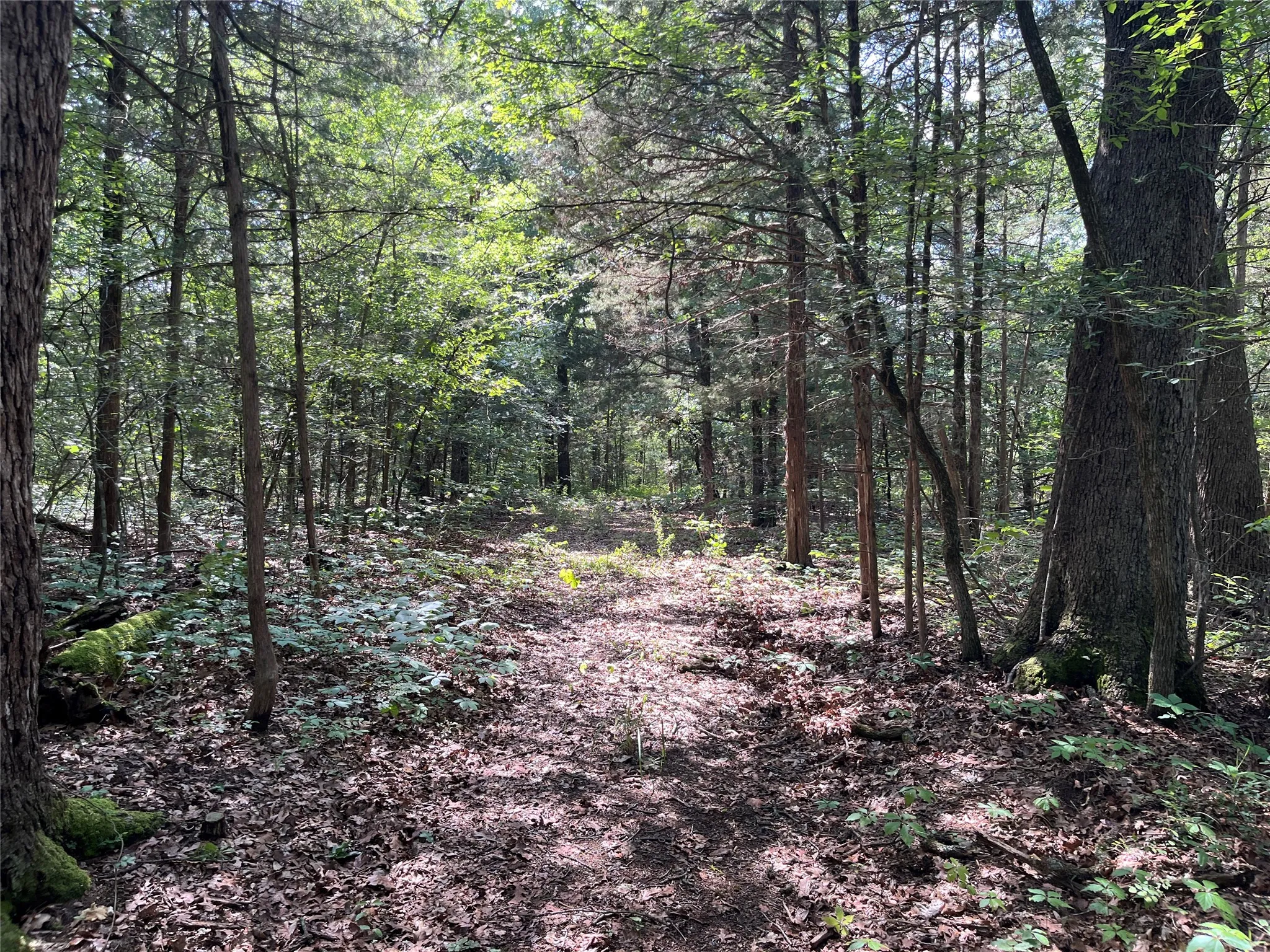 Unimproved Land For Sale in Fannin County , 9999 Fm 409, Monkstown, Texas 75446, 0, 0, Garage spaces, 0 Sqft, built in 0, mls#21299482, Real Estate Agent in Monkstown, Homes For Sale in Fannin county, Homes For Sale in Monkstown, Realtor in Monkstown Texas, Real Estate Brokerage Independent Realty Texas, Luminita Cordes Realtor