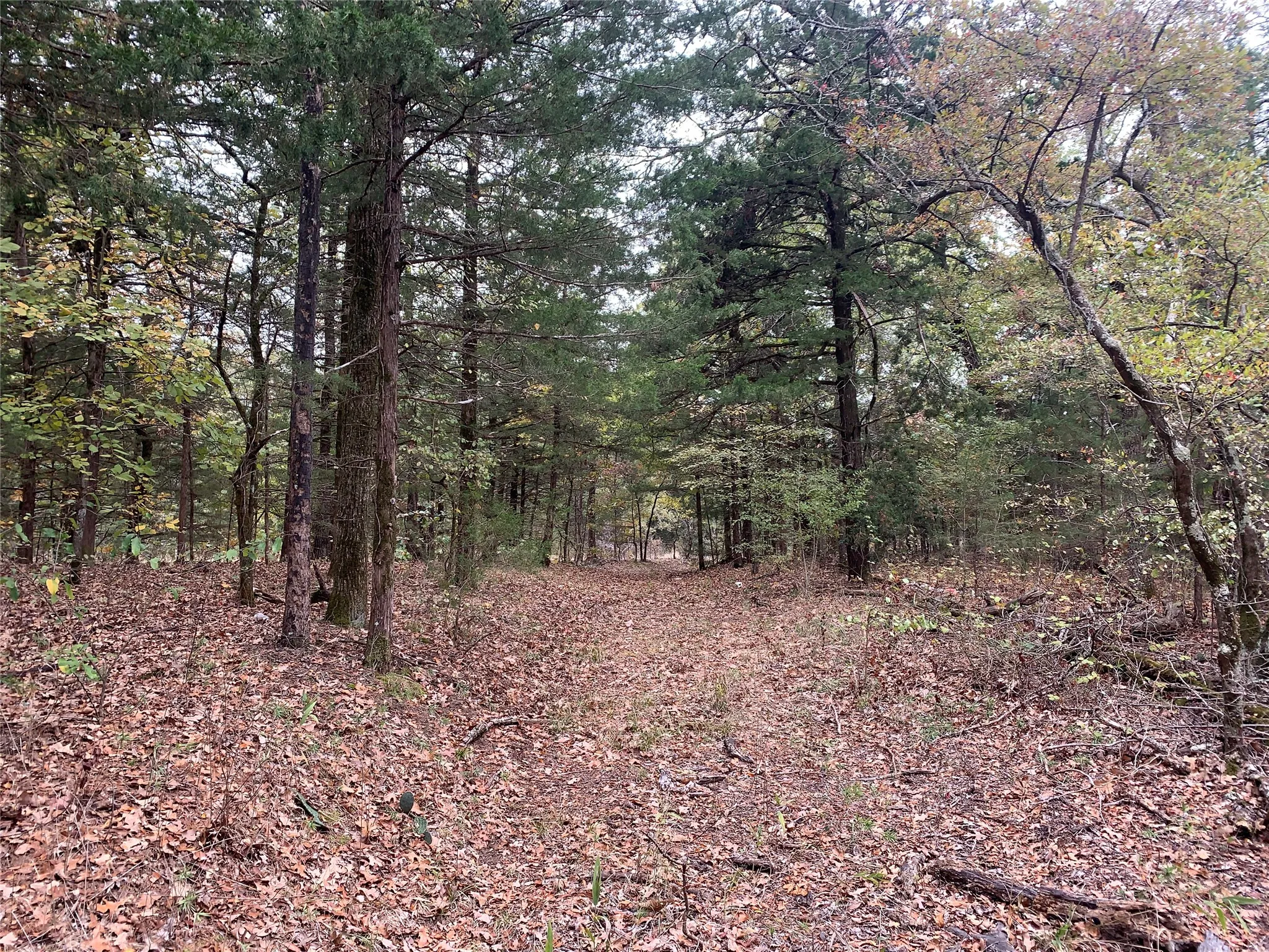 Unimproved Land For Sale in Fannin County , 9999 Fm 409, Monkstown, Texas 75446, 0, 0, Garage spaces, 0 Sqft, built in 0, mls#21299482, Real Estate Agent in Monkstown, Homes For Sale in Fannin county, Homes For Sale in Monkstown, Realtor in Monkstown Texas, Real Estate Brokerage Independent Realty Texas, Luminita Cordes Realtor