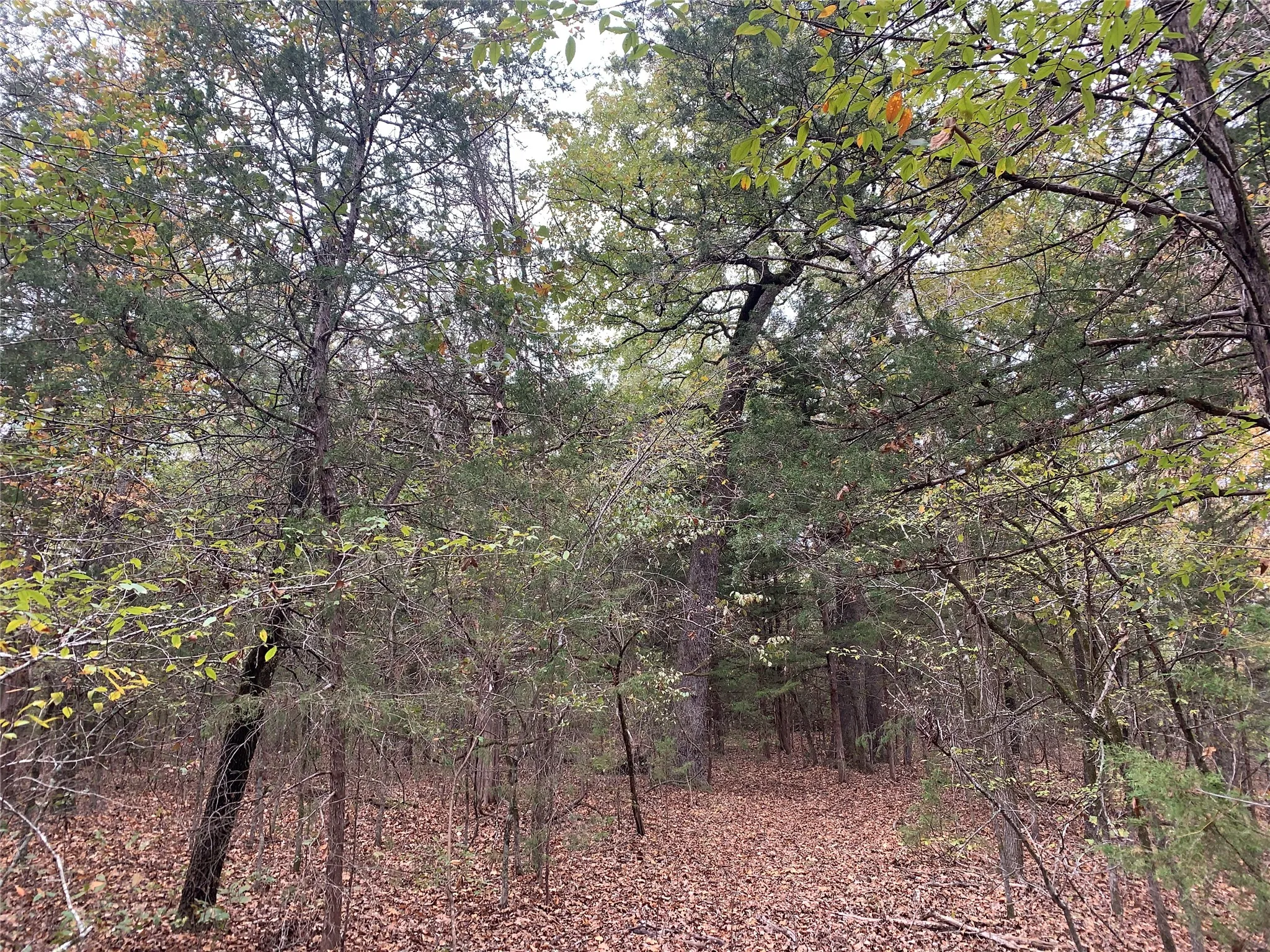 Unimproved Land For Sale in Fannin County , 9999 Fm 409, Monkstown, Texas 75446, 0, 0, Garage spaces, 0 Sqft, built in 0, mls#21299482, Real Estate Agent in Monkstown, Homes For Sale in Fannin county, Homes For Sale in Monkstown, Realtor in Monkstown Texas, Real Estate Brokerage Independent Realty Texas, Luminita Cordes Realtor