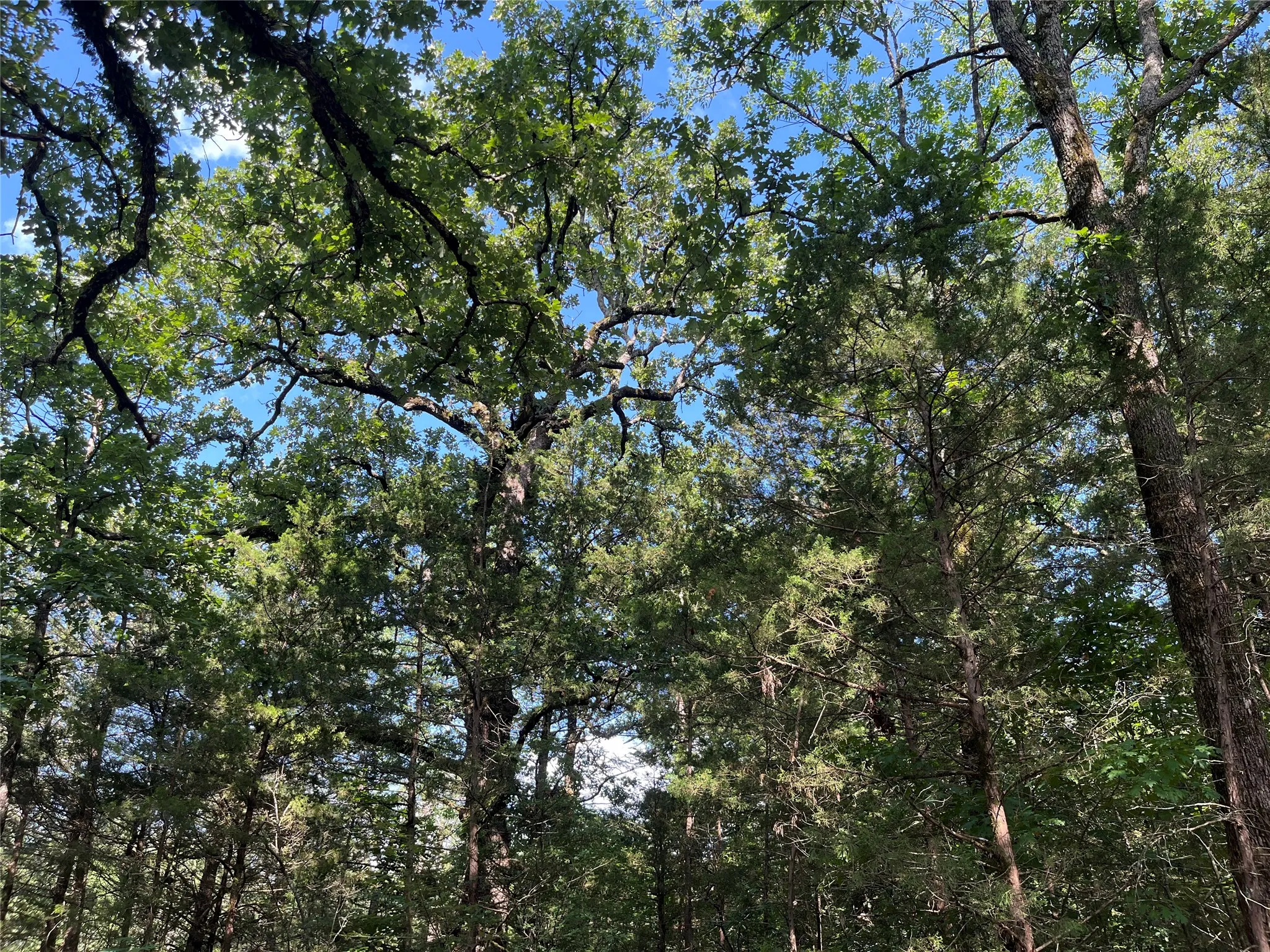 Unimproved Land For Sale in Fannin County , 9999 Fm 409, Monkstown, Texas 75446, 0, 0, Garage spaces, 0 Sqft, built in 0, mls#21299482, Real Estate Agent in Monkstown, Homes For Sale in Fannin county, Homes For Sale in Monkstown, Realtor in Monkstown Texas, Real Estate Brokerage Independent Realty Texas, Luminita Cordes Realtor