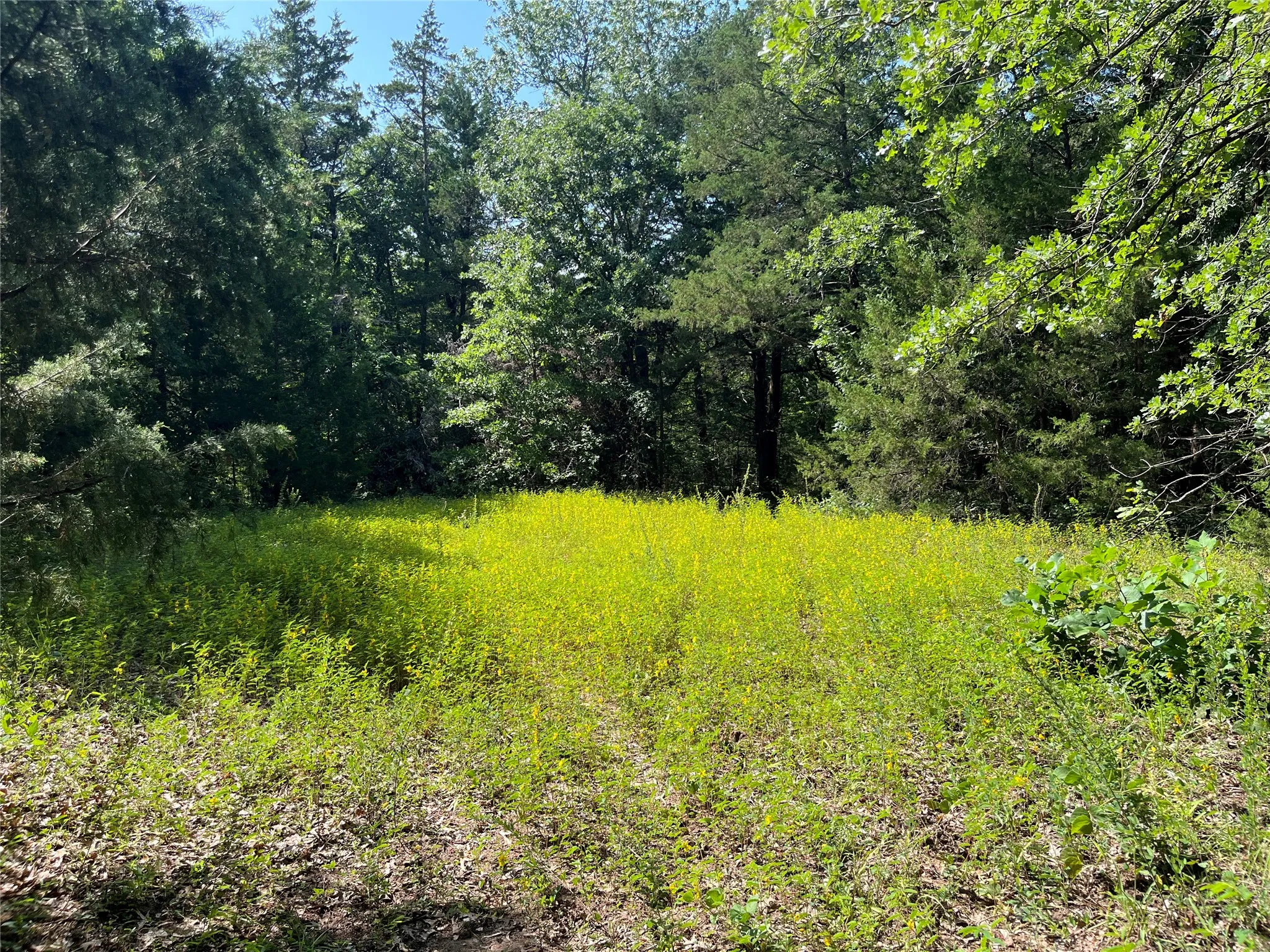 Unimproved Land For Sale in Fannin County , 9999 Fm 409, Monkstown, Texas 75446, 0, 0, Garage spaces, 0 Sqft, built in 0, mls#21299482, Real Estate Agent in Monkstown, Homes For Sale in Fannin county, Homes For Sale in Monkstown, Realtor in Monkstown Texas, Real Estate Brokerage Independent Realty Texas, Luminita Cordes Realtor