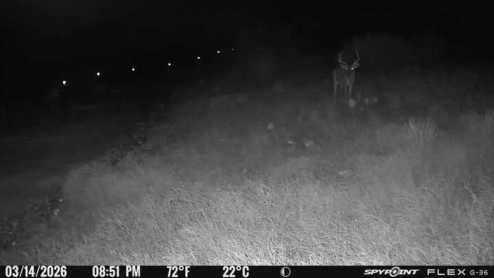 Big Buck