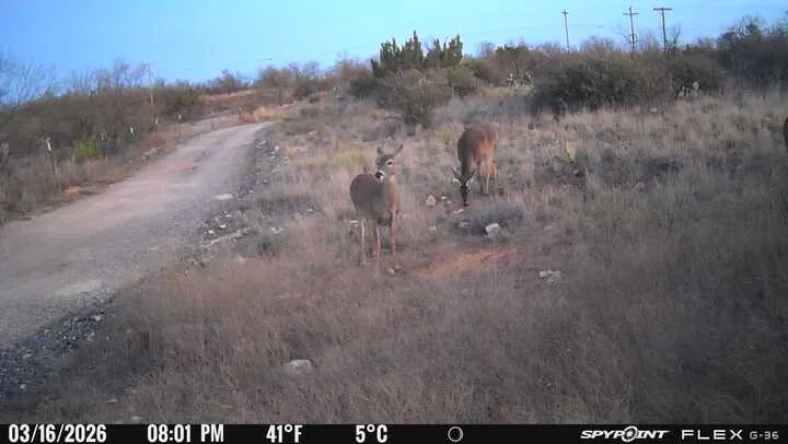  Deer on the property