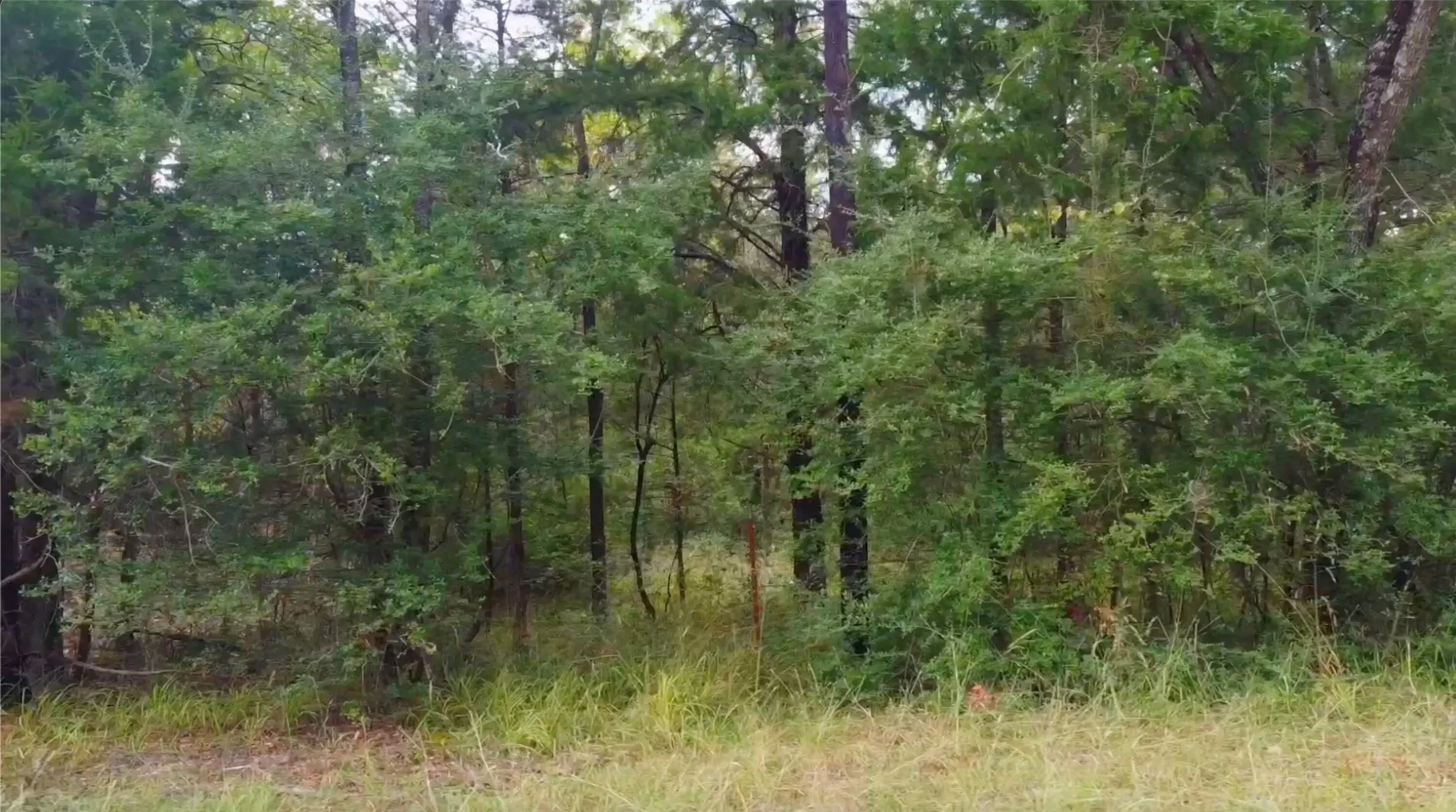 Unimproved Land For Sale in Limestone County , 0 LCR 900, Jewett, Texas 75846, 0, 0, Garage spaces, 0 Sqft, built in 0, mls#21300289, Real Estate Agent in Jewett, Homes For Sale in Limestone county, Homes For Sale in Jewett, Realtor in Jewett Texas, Real Estate Brokerage Independent Realty Texas, Luminita Cordes Realtor