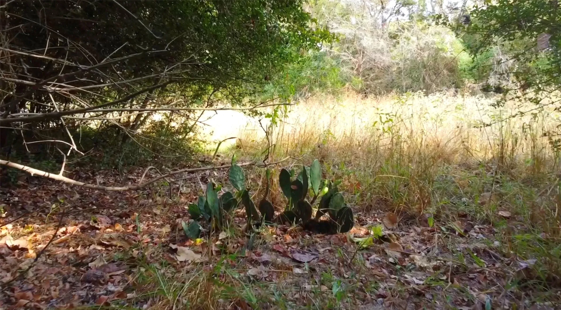 Unimproved Land For Sale in Limestone County , 0 LCR 900, Jewett, Texas 75846, 0, 0, Garage spaces, 0 Sqft, built in 0, mls#21300289, Real Estate Agent in Jewett, Homes For Sale in Limestone county, Homes For Sale in Jewett, Realtor in Jewett Texas, Real Estate Brokerage Independent Realty Texas, Luminita Cordes Realtor