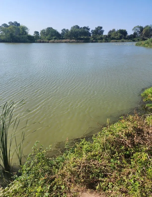 Unimproved Land For Sale in Navarro County , 00 SE County Road, Kerens, Texas 75144, 0, 0, Garage spaces, 0 Sqft, built in 0, Price $244,900, mls#21300435, Real Estate Agent in Kerens, Homes For Sale in Navarro county, Homes For Sale in Kerens, Realtor in Kerens Texas, Real Estate Brokerage Independent Realty Texas, Luminita Cordes Realtor