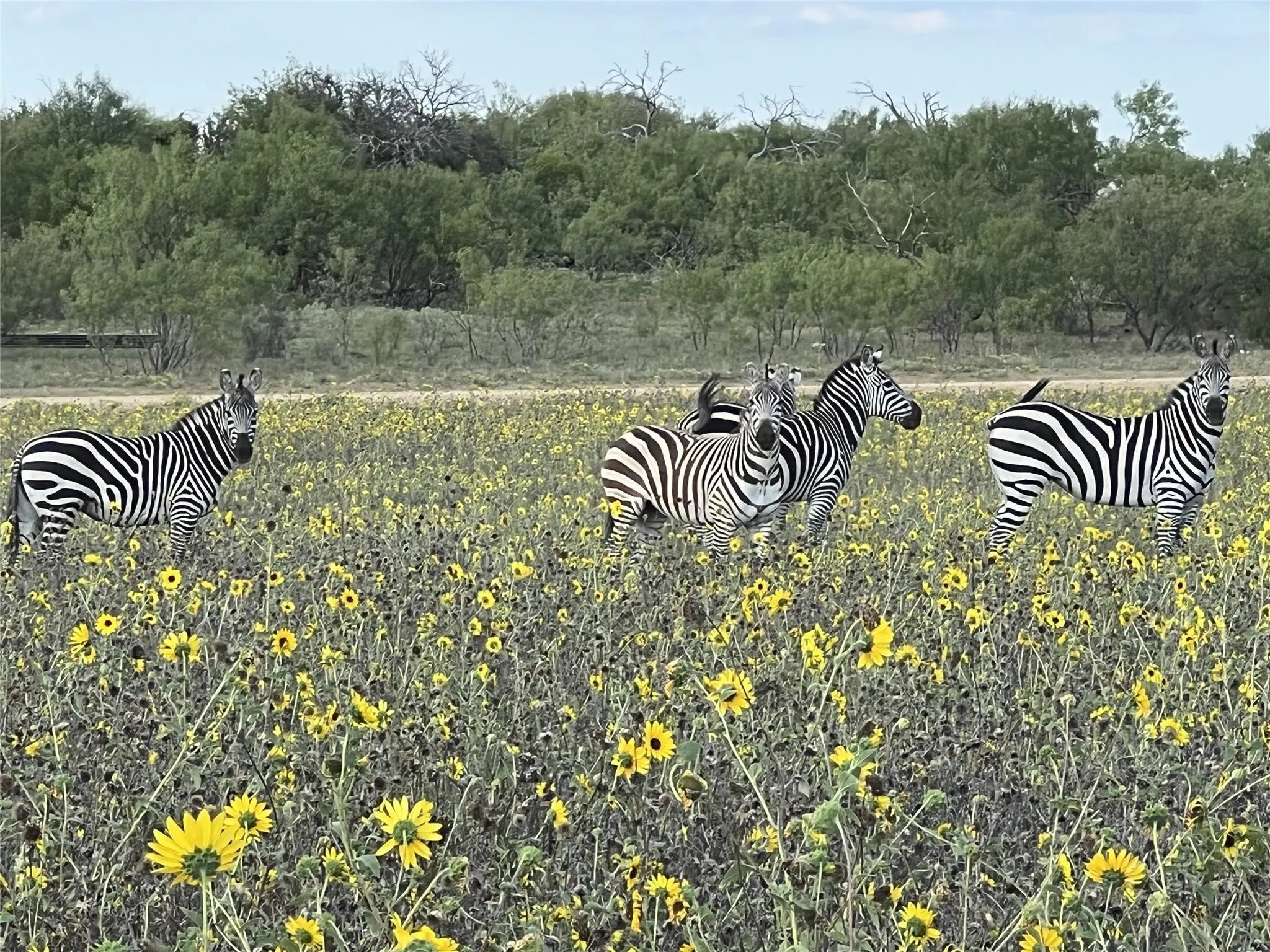 Unimproved Land For Sale in Palo Pinto County , Lot 30 TBD Bigfoot Road, Strawn, Texas 76475, 0, 0, Garage spaces, 0 Sqft, built in 0, mls#21297332, Real Estate Agent in Strawn, Homes For Sale in Palo Pinto county, Homes For Sale in Strawn, Realtor in Strawn Texas, Real Estate Brokerage Independent Realty Texas, Luminita Cordes Realtor