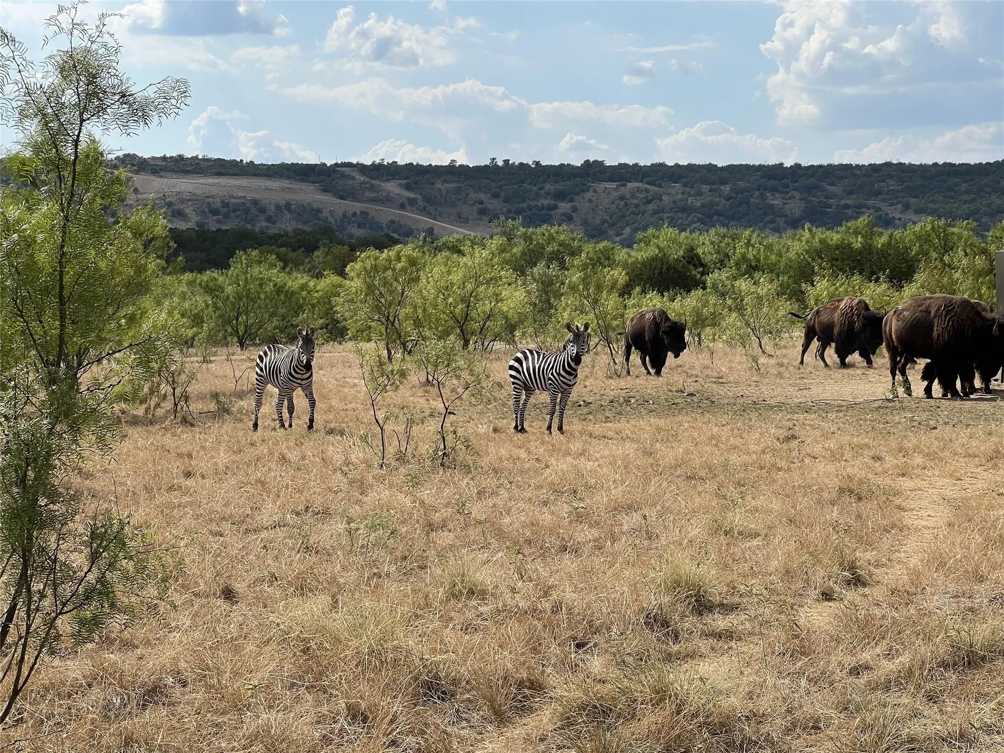 Unimproved Land For Sale in Palo Pinto County , TBD 78 Cavalier Road, Strawn, Texas 76475, 0, 0, Garage spaces, 0 Sqft, built in 0, mls#21297328, Real Estate Agent in Strawn, Homes For Sale in Palo Pinto county, Homes For Sale in Strawn, Realtor in Strawn Texas, Real Estate Brokerage Independent Realty Texas, Luminita Cordes Realtor