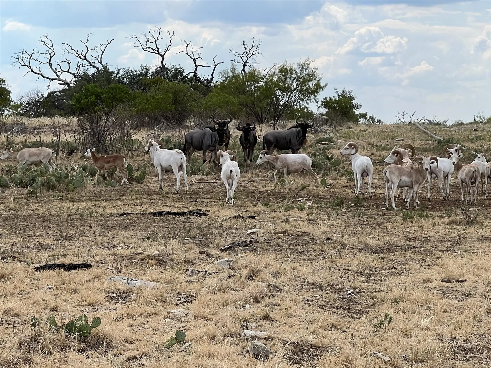Unimproved Land For Sale in Palo Pinto County , TBD 78 Cavalier Road, Strawn, Texas 76475, 0, 0, Garage spaces, 0 Sqft, built in 0, mls#21297328, Real Estate Agent in Strawn, Homes For Sale in Palo Pinto county, Homes For Sale in Strawn, Realtor in Strawn Texas, Real Estate Brokerage Independent Realty Texas, Luminita Cordes Realtor