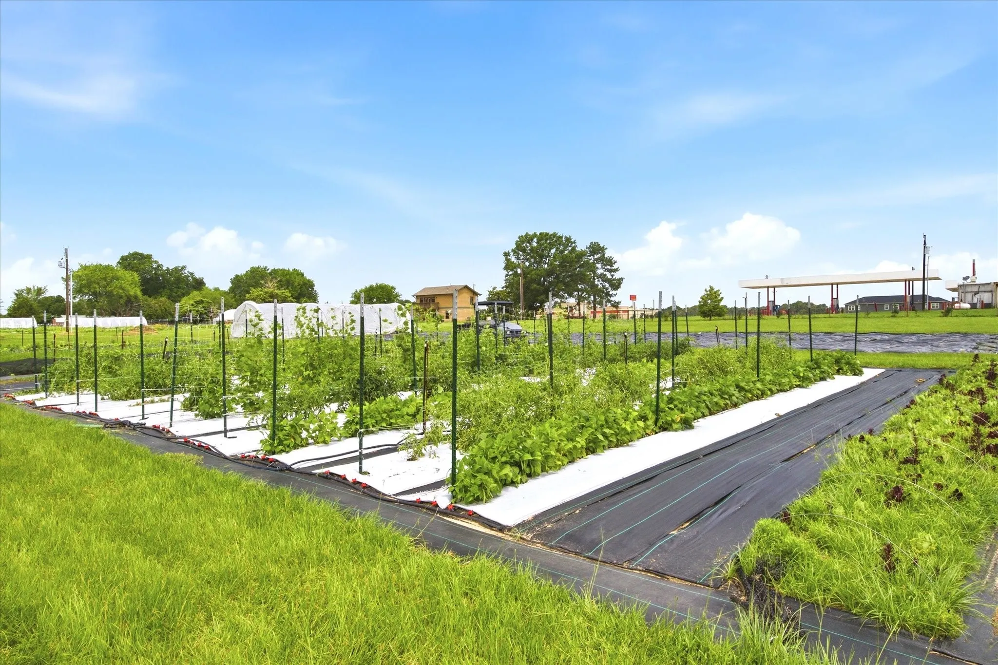 Fully irrigated into farmers market supply chain