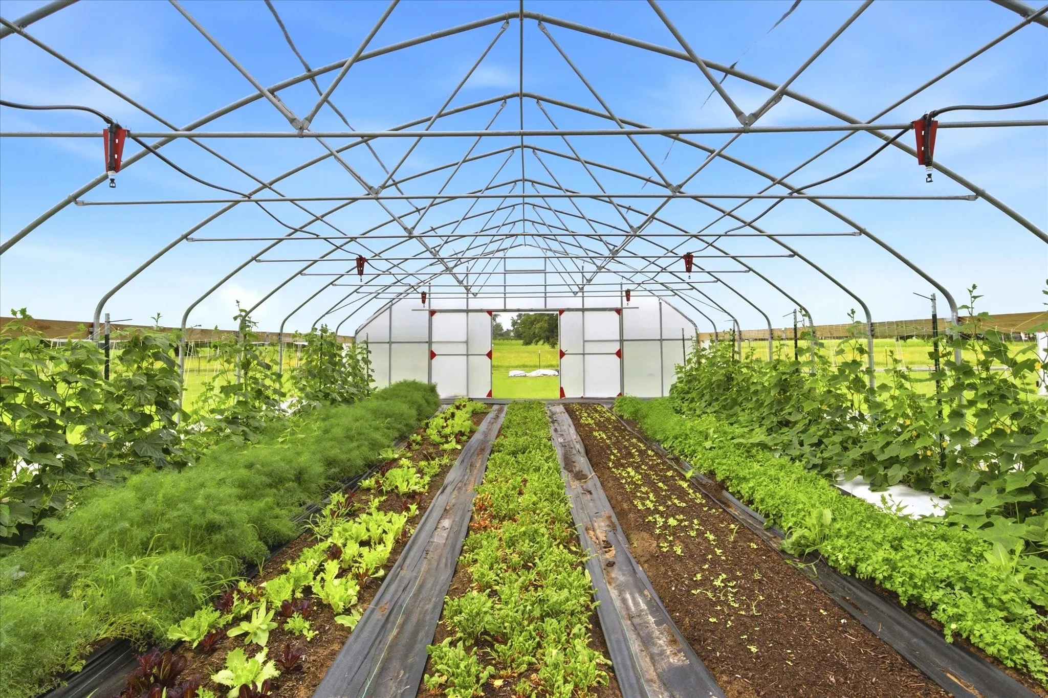 State-of-the art controlled growing environment for year-round production