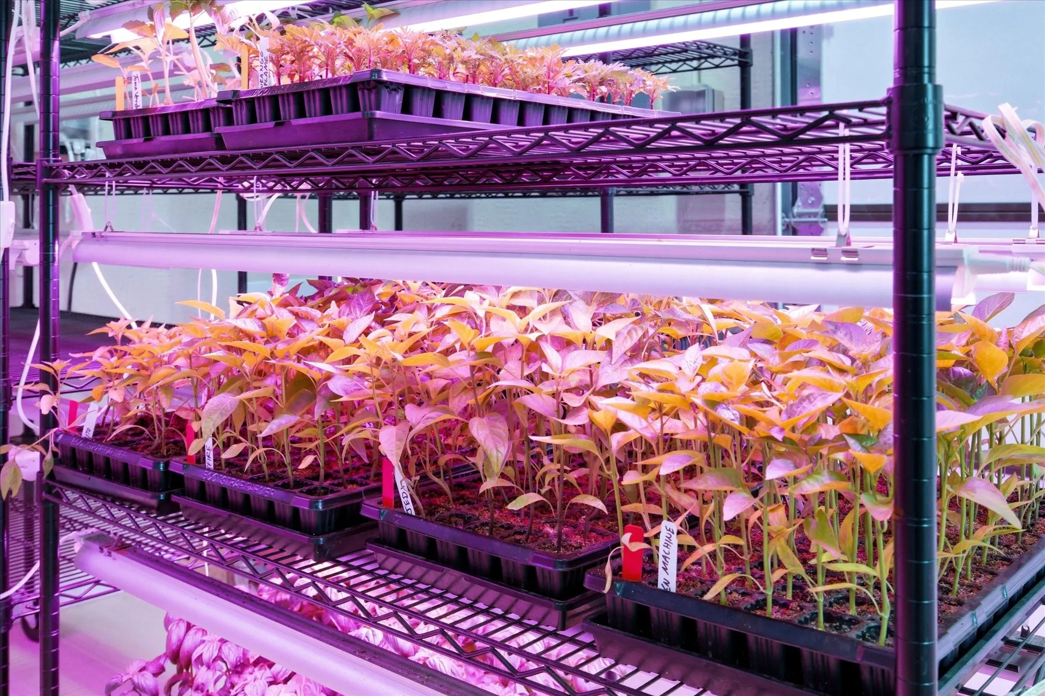 Speciality or year-round indoor crop produciton - seedling starting & propagation