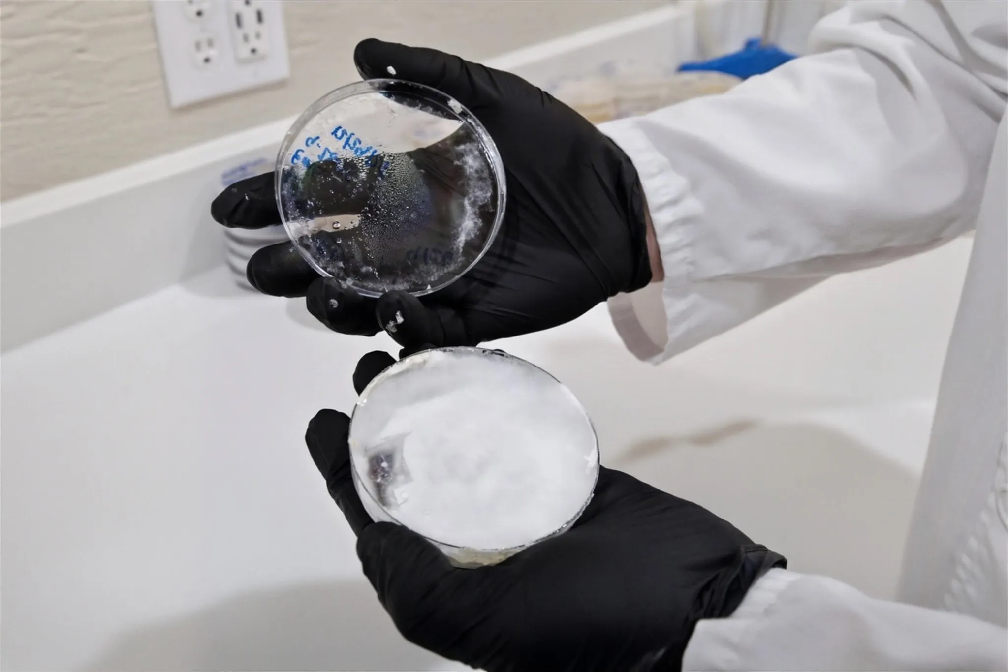 Proprietary mushroom cultures under inspection in the sterile mycology lab — the genetics, protocols, and cultivation knowledge transfer with the sale.