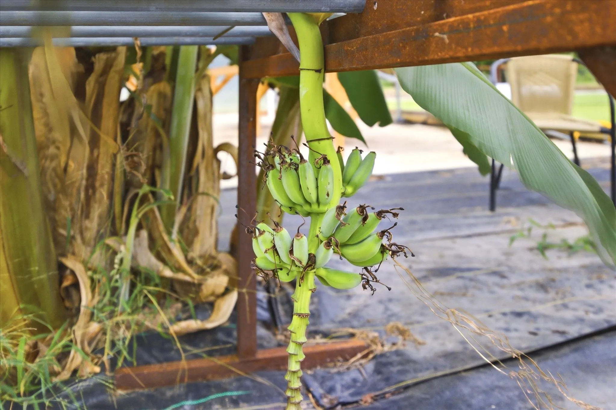 Producing Banana Tree