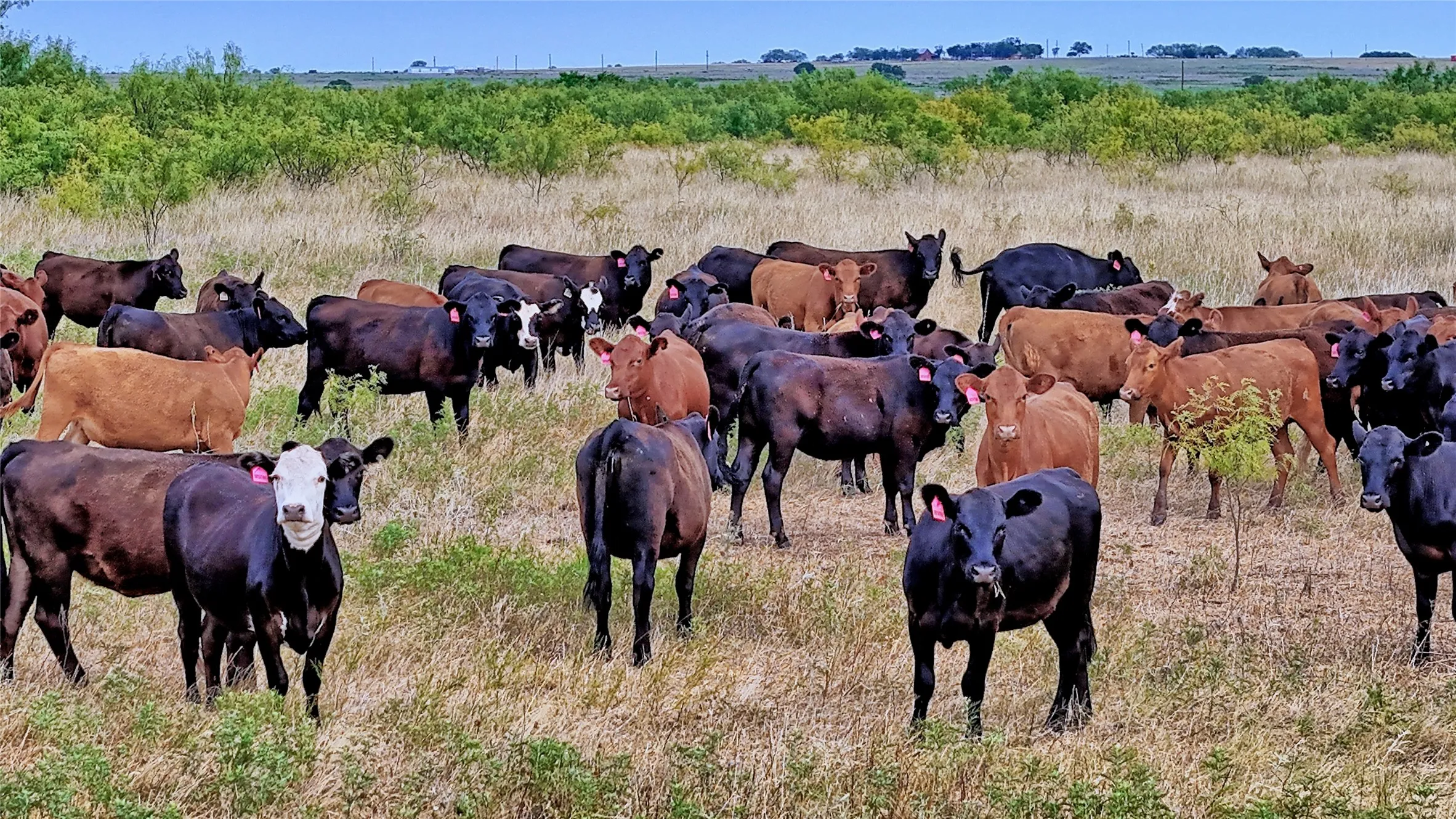 Improved Land For Sale in Clay County , 576 Seabourn Rd, Henrietta, Texas 76365, 0, 0, Garage spaces, 0 Sqft, built in 2016, Price $2,250,000, mls#21301230, Real Estate Agent in Henrietta, Homes For Sale in Clay county, Homes For Sale in Henrietta, Realtor in Henrietta Texas, Real Estate Brokerage Independent Realty Texas, Luminita Cordes Realtor