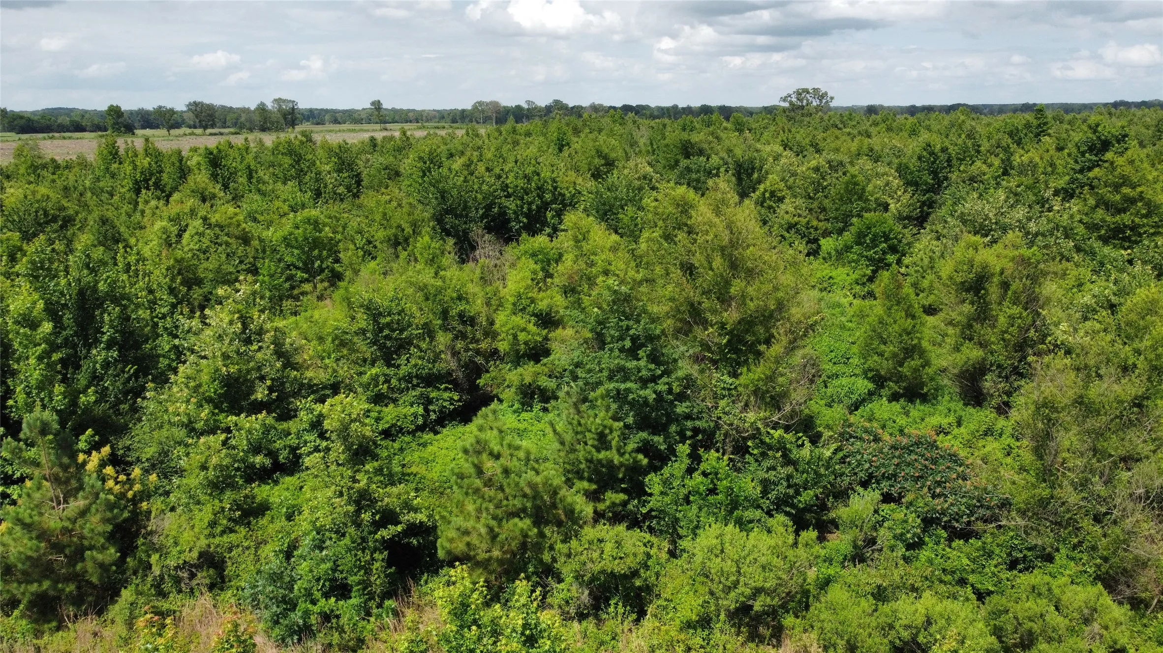 Ranch For Sale in Bowie County , Lot 3 County Road 4507, De Kalb, Texas 75559, 0, 0, Garage spaces, 0 Sqft, built in 0, Price $60,000, mls#21301377, Real Estate Agent in De Kalb, Homes For Sale in Bowie county, Homes For Sale in De Kalb, Realtor in De Kalb Texas, Real Estate Brokerage Independent Realty Texas, Luminita Cordes Realtor