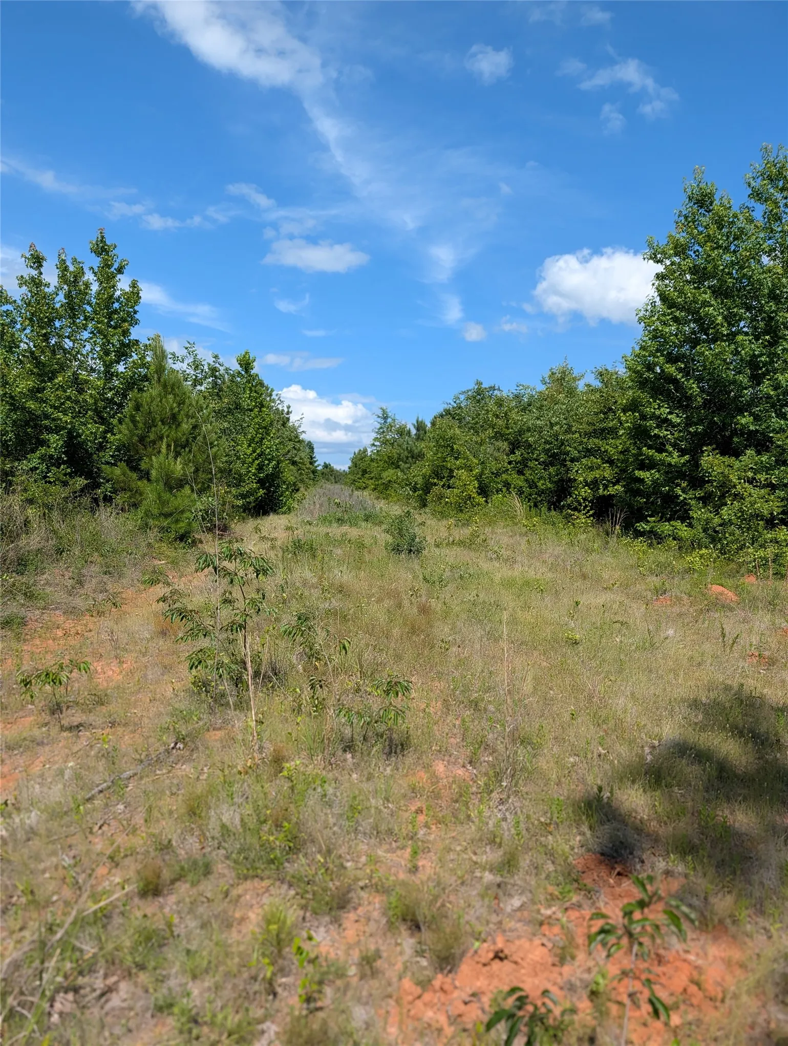 Ranch For Sale in Bowie County , Lot 3 County Road 4507, De Kalb, Texas 75559, 0, 0, Garage spaces, 0 Sqft, built in 0, Price $60,000, mls#21301377, Real Estate Agent in De Kalb, Homes For Sale in Bowie county, Homes For Sale in De Kalb, Realtor in De Kalb Texas, Real Estate Brokerage Independent Realty Texas, Luminita Cordes Realtor