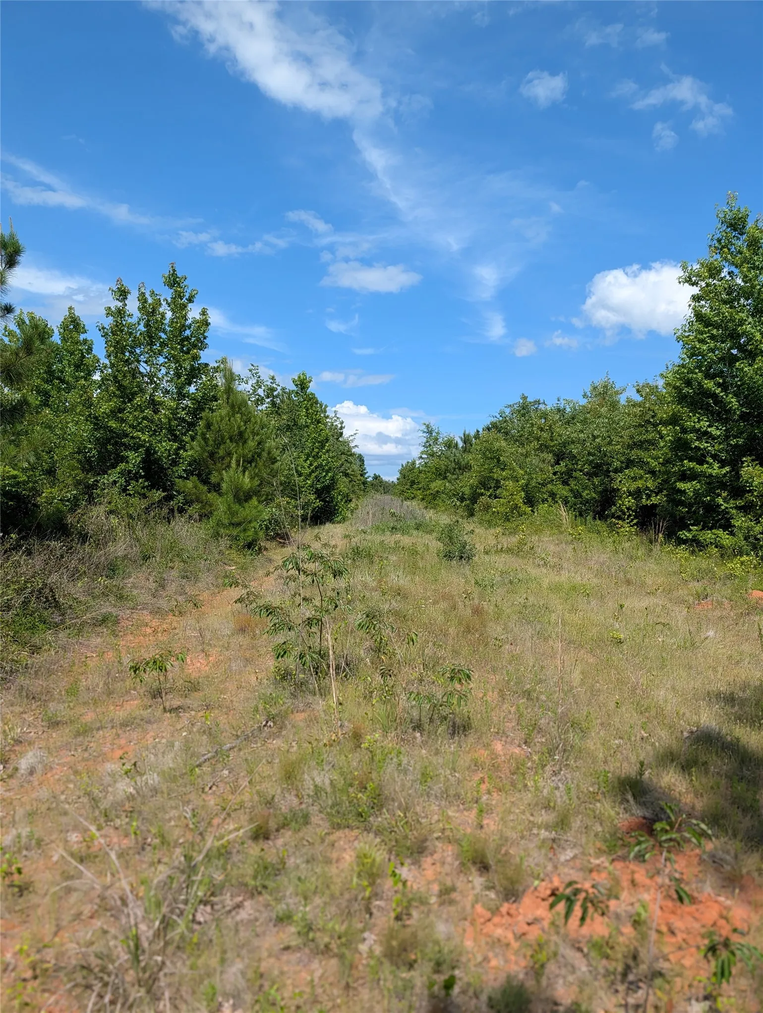 Ranch For Sale in Bowie County , TBD County Road 4507, De Kalb, Texas 75559, 0, 0, Garage spaces, 0 Sqft, built in 0, Price $165,000, mls#21301427, Real Estate Agent in De Kalb, Homes For Sale in Bowie county, Homes For Sale in De Kalb, Realtor in De Kalb Texas, Real Estate Brokerage Independent Realty Texas, Luminita Cordes Realtor