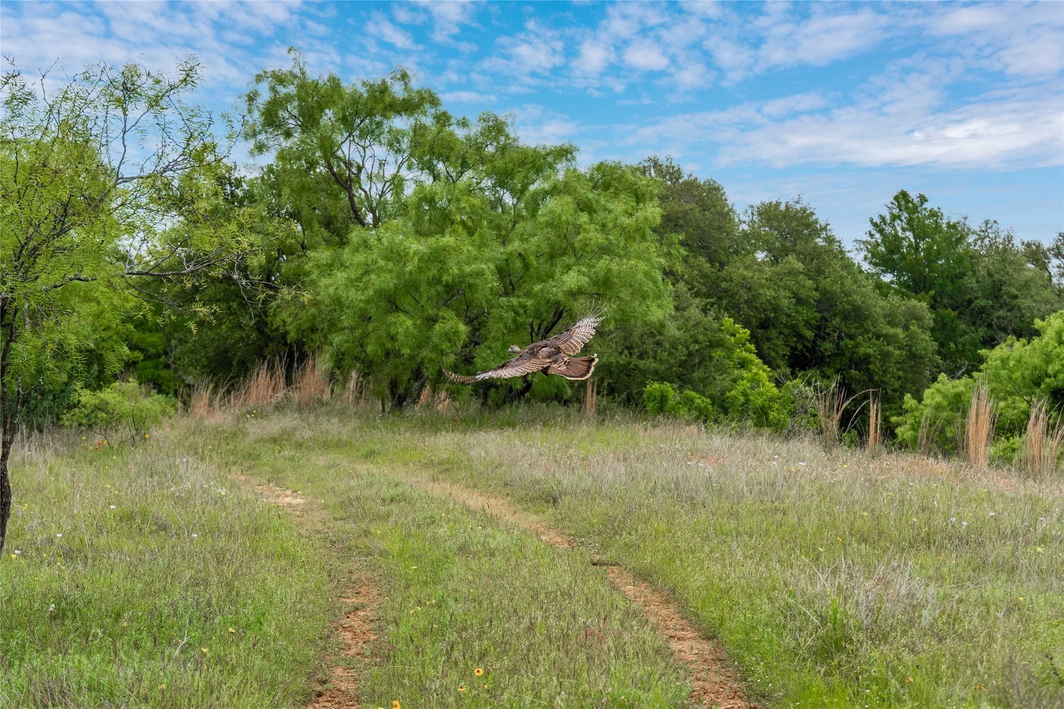 Ranch For Sale in Brown County , TBD County Road 267, Early, Texas 76802, 0, 0, Garage spaces, 0 Sqft, built in 0, mls#21301218, Real Estate Agent in Early, Homes For Sale in Brown county, Homes For Sale in Early, Realtor in Early Texas, Real Estate Brokerage Independent Realty Texas, Luminita Cordes Realtor