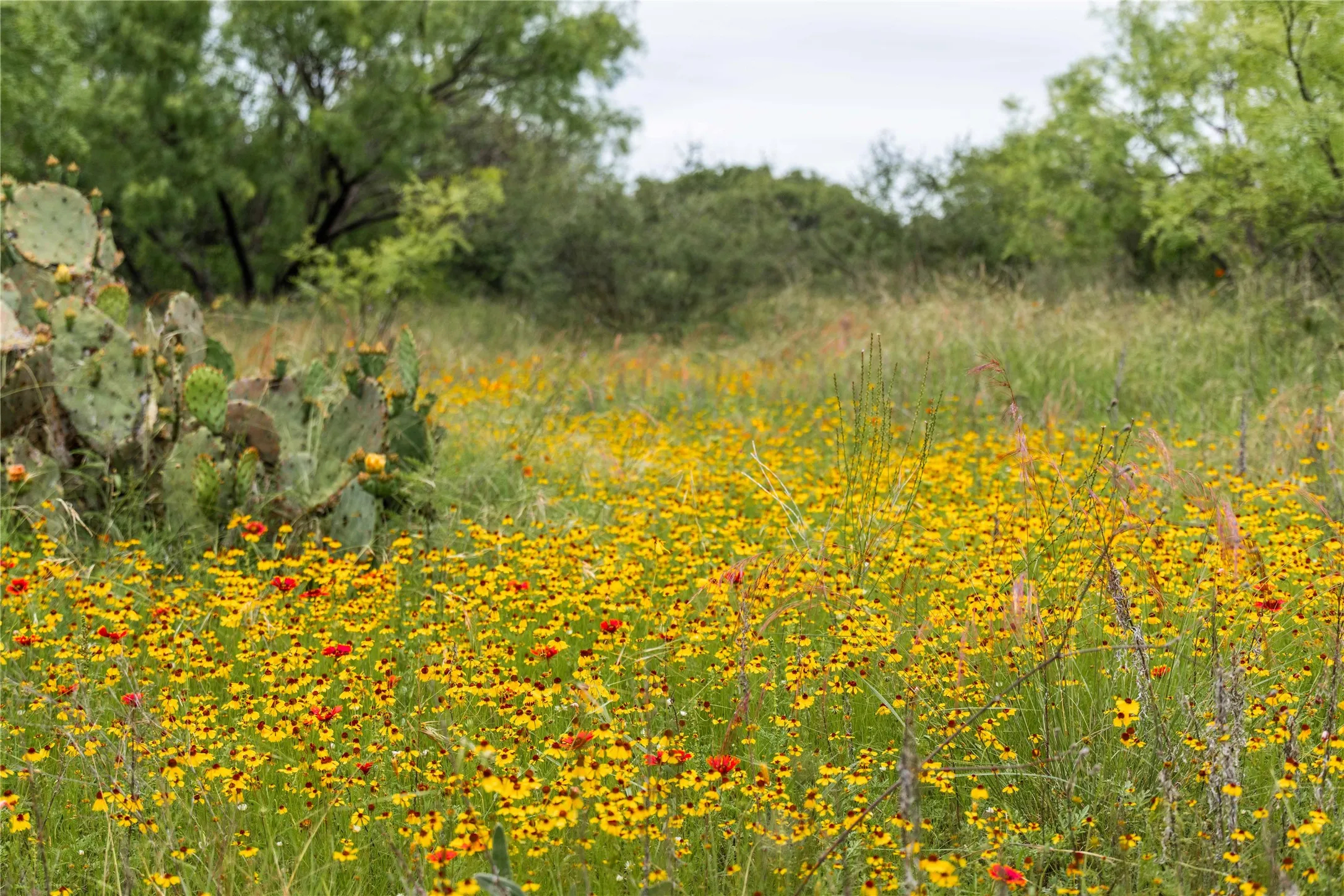 Ranch For Sale in Brown County , TBD County Road 267, Early, Texas 76802, 0, 0, Garage spaces, 0 Sqft, built in 0, mls#21301218, Real Estate Agent in Early, Homes For Sale in Brown county, Homes For Sale in Early, Realtor in Early Texas, Real Estate Brokerage Independent Realty Texas, Luminita Cordes Realtor