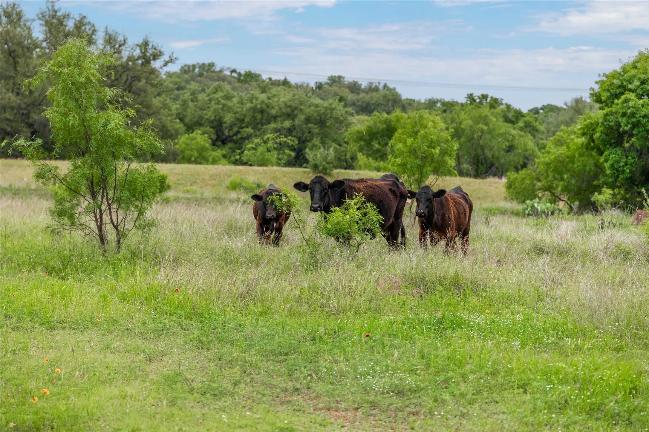 Ranch For Sale in Brown County , TBD County Road 267, Early, Texas 76802, 0, 0, Garage spaces, 0 Sqft, built in 0, mls#21301218, Real Estate Agent in Early, Homes For Sale in Brown county, Homes For Sale in Early, Realtor in Early Texas, Real Estate Brokerage Independent Realty Texas, Luminita Cordes Realtor