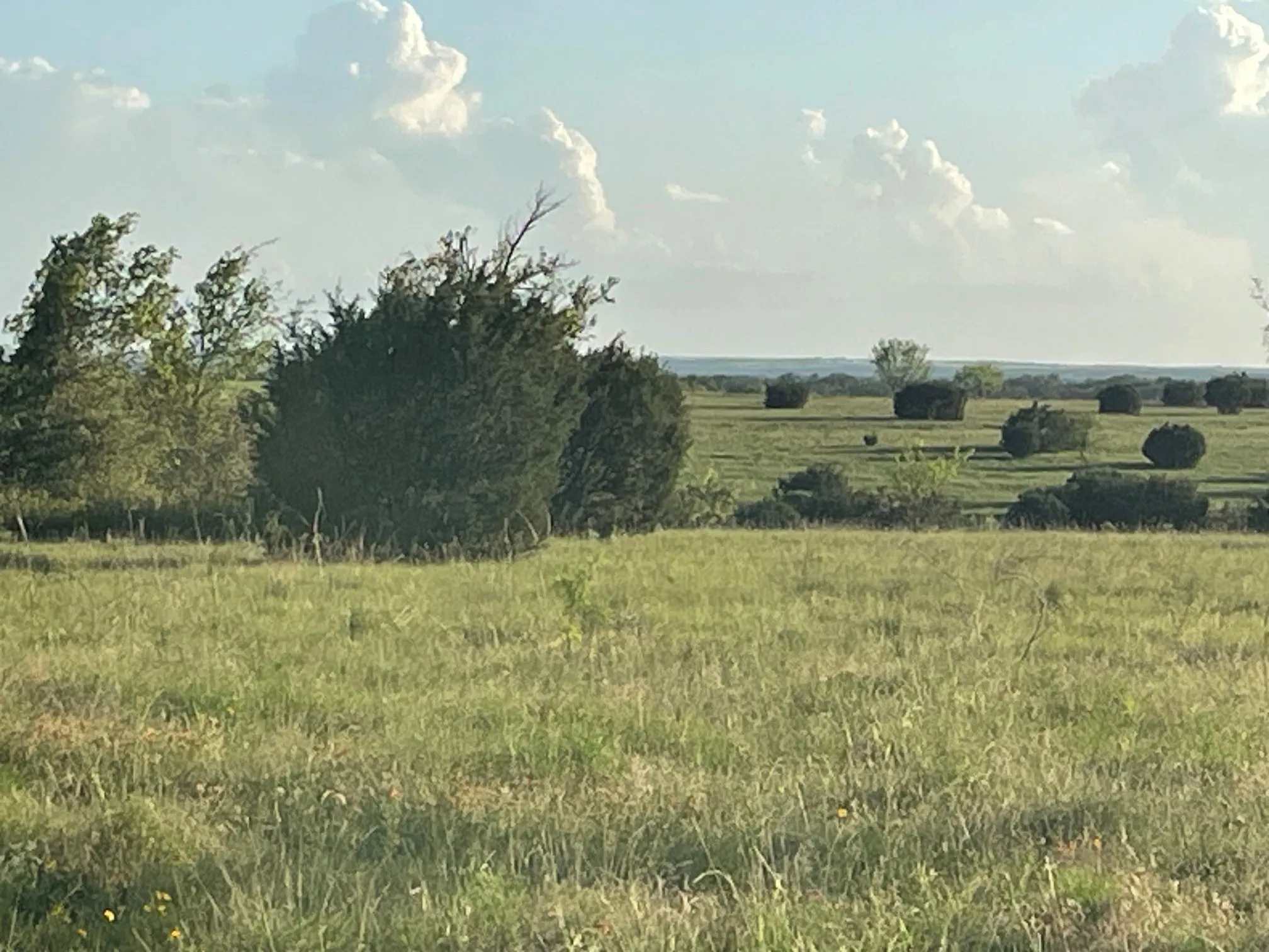 Expansive open field with natural grass and scattered native trees