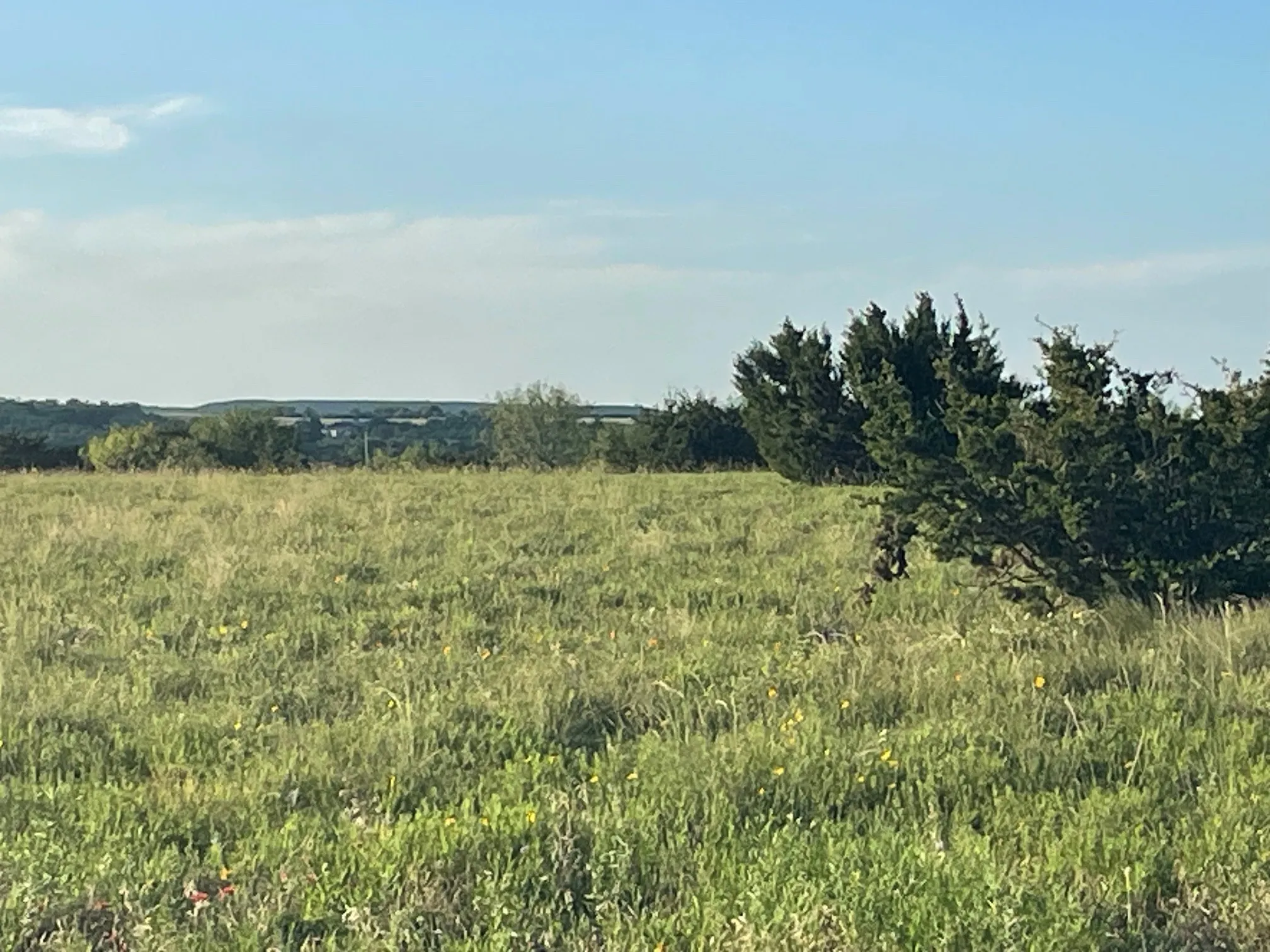Expansive open field with natural grass and scattered low-lying shrubs