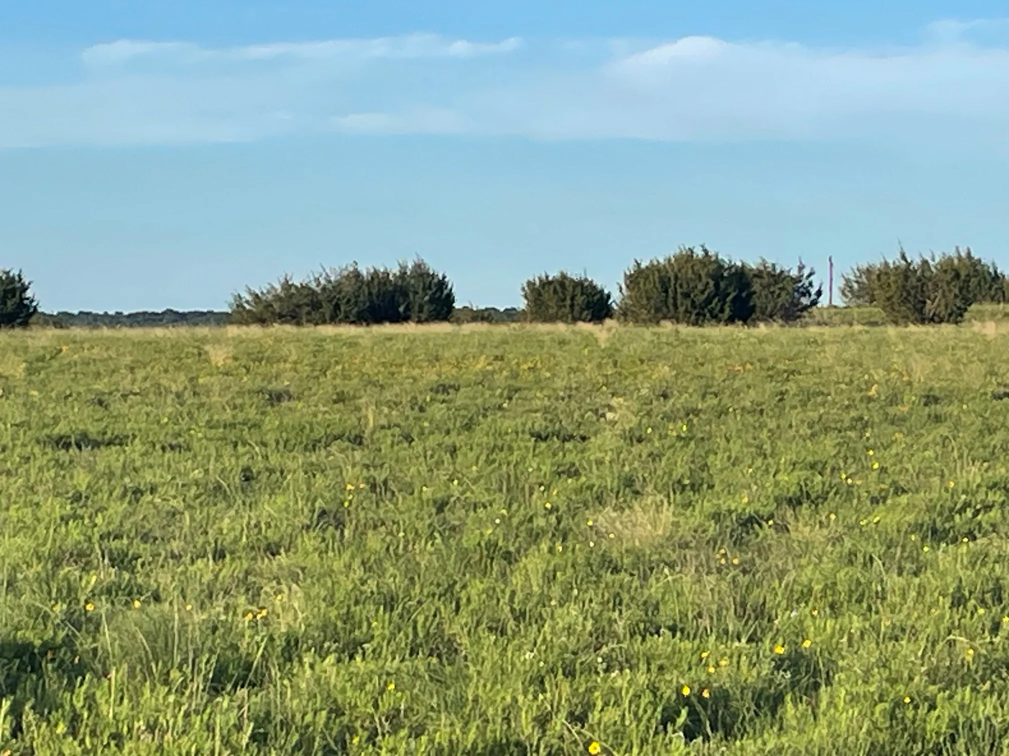 Expansive open field with green ground cover and scattered yellow wildflowers