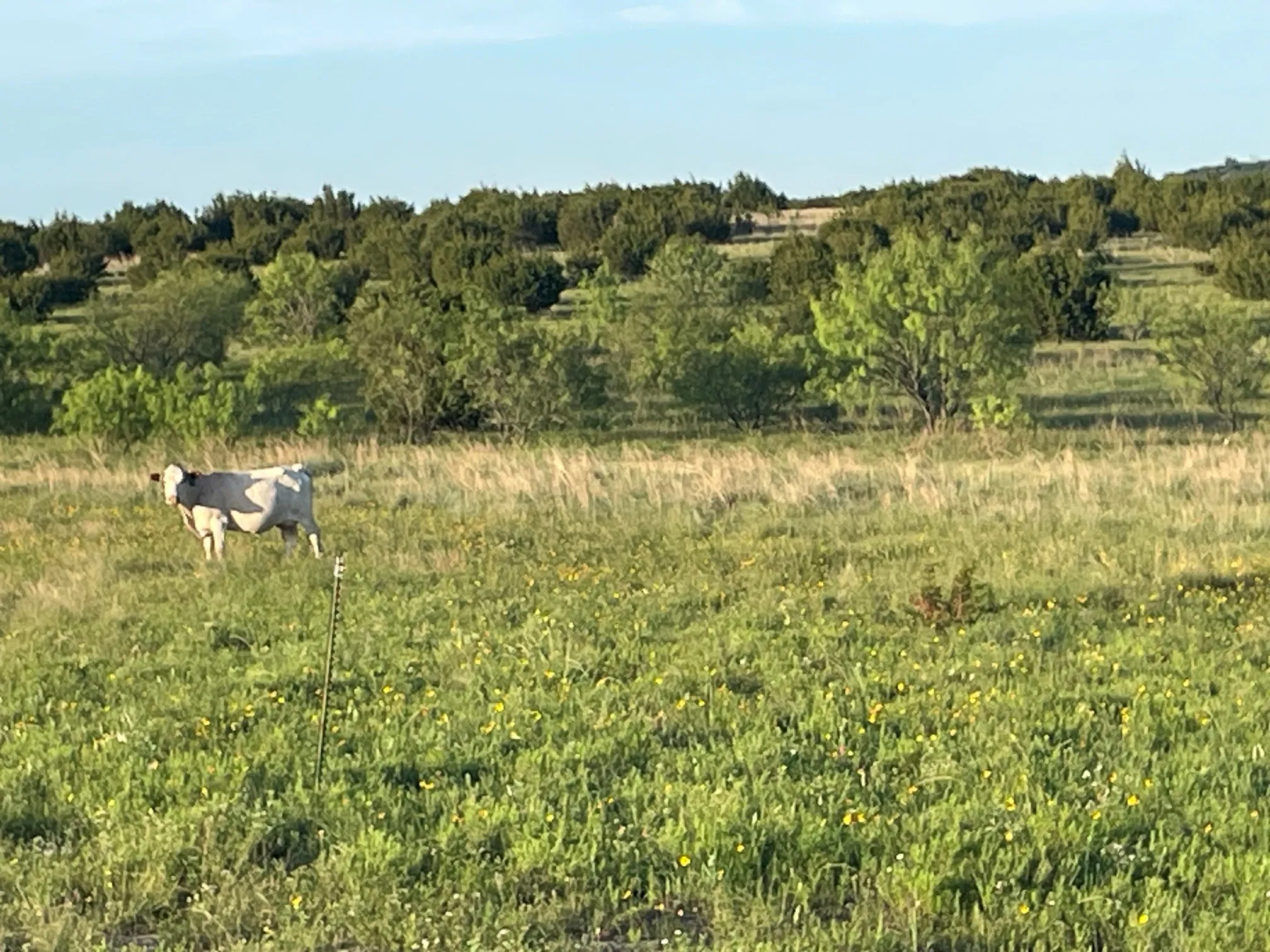 Improved Land For Sale in Hamilton County , 200 PR 16028 Road, Hamilton, Texas 76531, 0, 0, Garage spaces, 0 Sqft, built in 0, Price $150,000, mls#21301617, Real Estate Agent in Hamilton, Homes For Sale in Hamilton county, Homes For Sale in Hamilton, Realtor in Hamilton Texas, Real Estate Brokerage Independent Realty Texas, Luminita Cordes Realtor