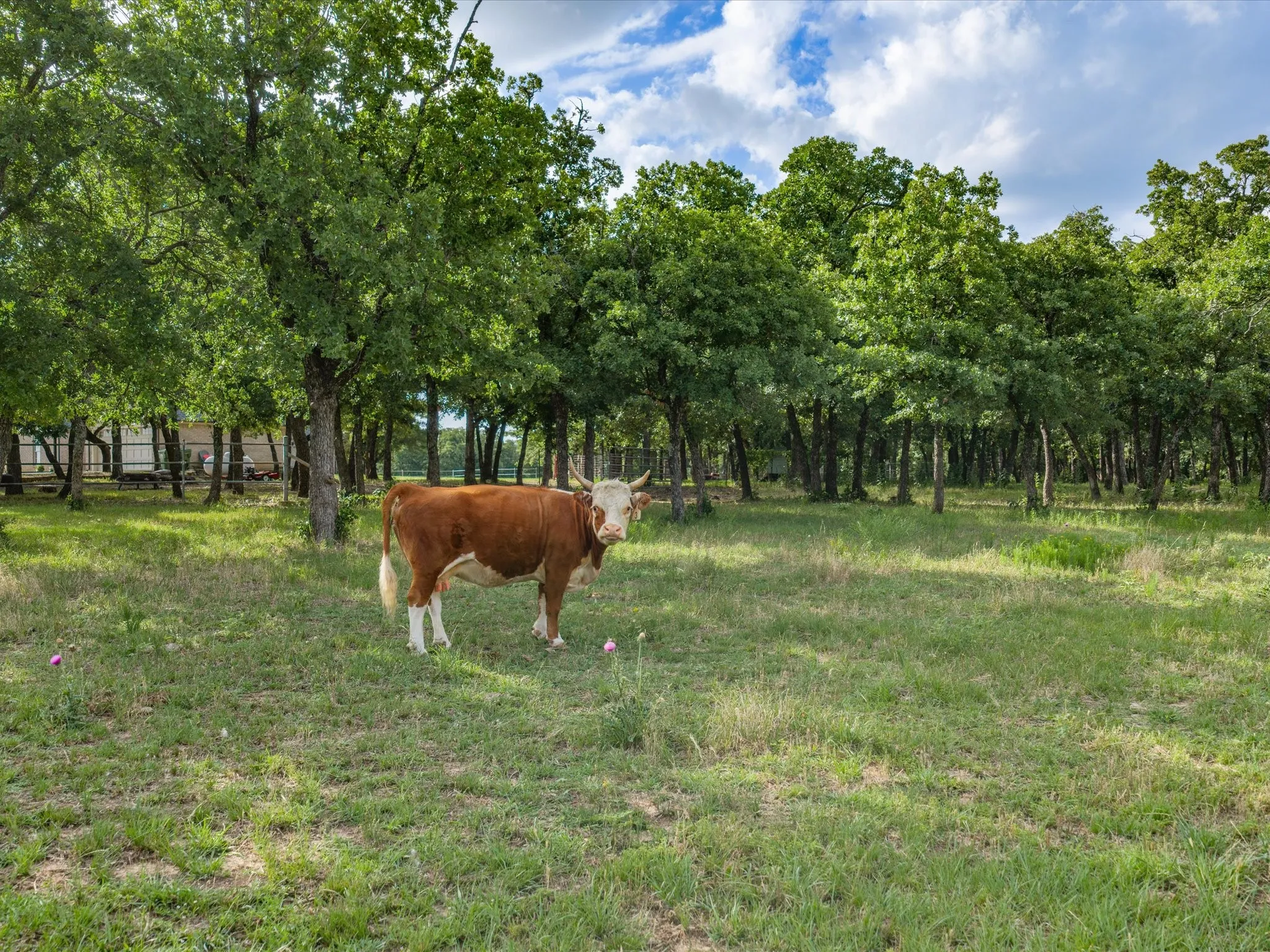 Single Family Residence For Sale in Wise County , 210 County Road 2696, Alvord, Texas 76225, 3 Bedroom, 2 Bathroom, 2 Garage spaces, 1,467 Sqft, built in 1997, mls#21290704, Real Estate Agent in Alvord, Homes For Sale in Wise county, Homes For Sale in Alvord, Realtor in Alvord Texas, Real Estate Brokerage Independent Realty Texas, Luminita Cordes Realtor