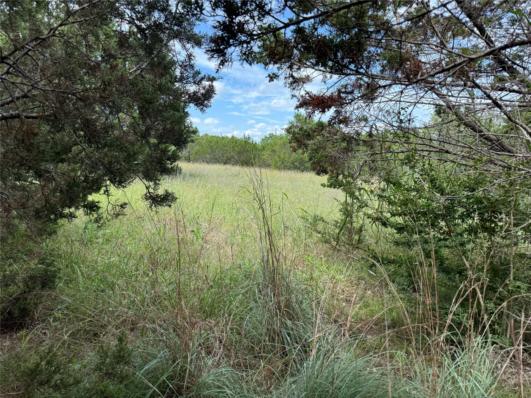 Expansive natural landscape featuring a broad field of green foliage, surrounded by mature trees and varied brush