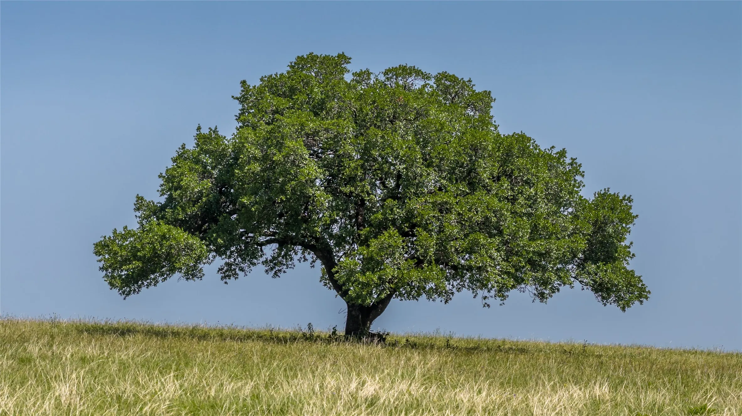 Unimproved Land For Sale in Erath County , 2112 County Road 126, Gordon, Texas 76453, 0, 0, Garage spaces, 0 Sqft, built in 0, Price $700,000, mls#21302141, Real Estate Agent in Gordon, Homes For Sale in Erath county, Homes For Sale in Gordon, Realtor in Gordon Texas, Real Estate Brokerage Independent Realty Texas, Luminita Cordes Realtor