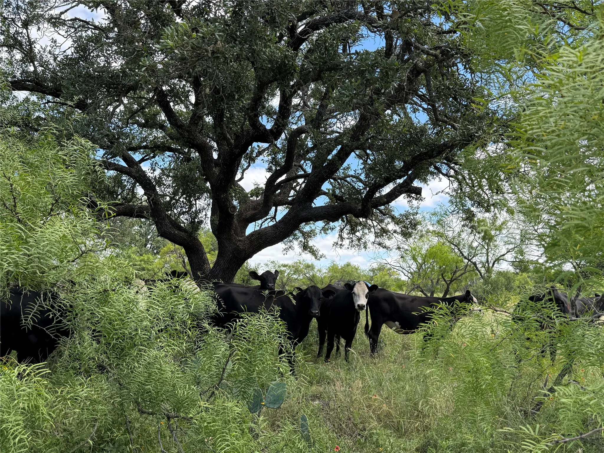 Ranch For Sale in Mc Culloch County , 401 Fallow Spur, Melvin, Texas 76858, 0, 0, Garage spaces, 0 Sqft, built in 0, mls#21290117, Real Estate Agent in Melvin, Homes For Sale in Mc Culloch county, Homes For Sale in Melvin, Realtor in Melvin Texas, Real Estate Brokerage Independent Realty Texas, Luminita Cordes Realtor