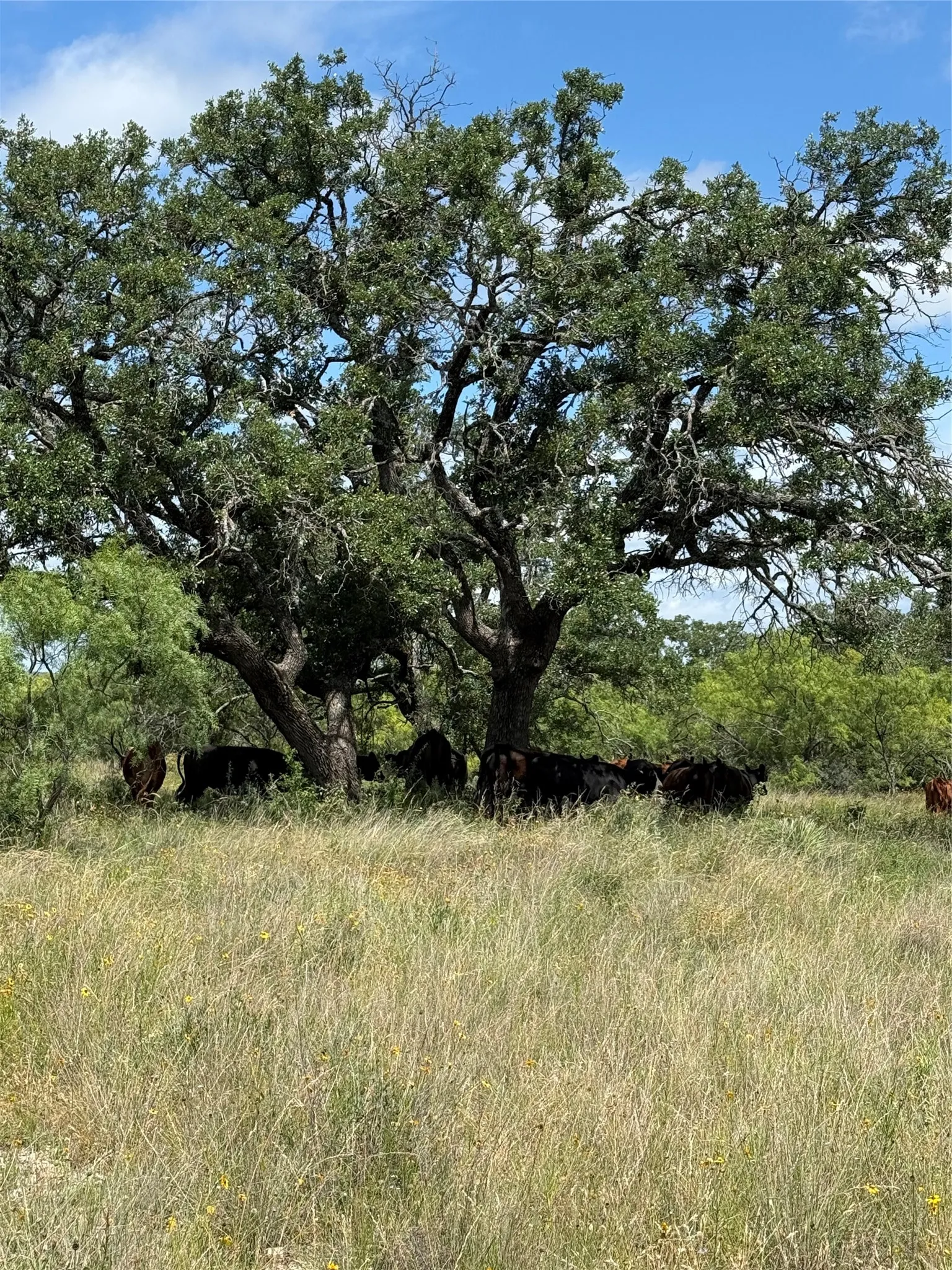 Ranch For Sale in Mc Culloch County , 401 Fallow Spur, Melvin, Texas 76858, 0, 0, Garage spaces, 0 Sqft, built in 0, mls#21290117, Real Estate Agent in Melvin, Homes For Sale in Mc Culloch county, Homes For Sale in Melvin, Realtor in Melvin Texas, Real Estate Brokerage Independent Realty Texas, Luminita Cordes Realtor