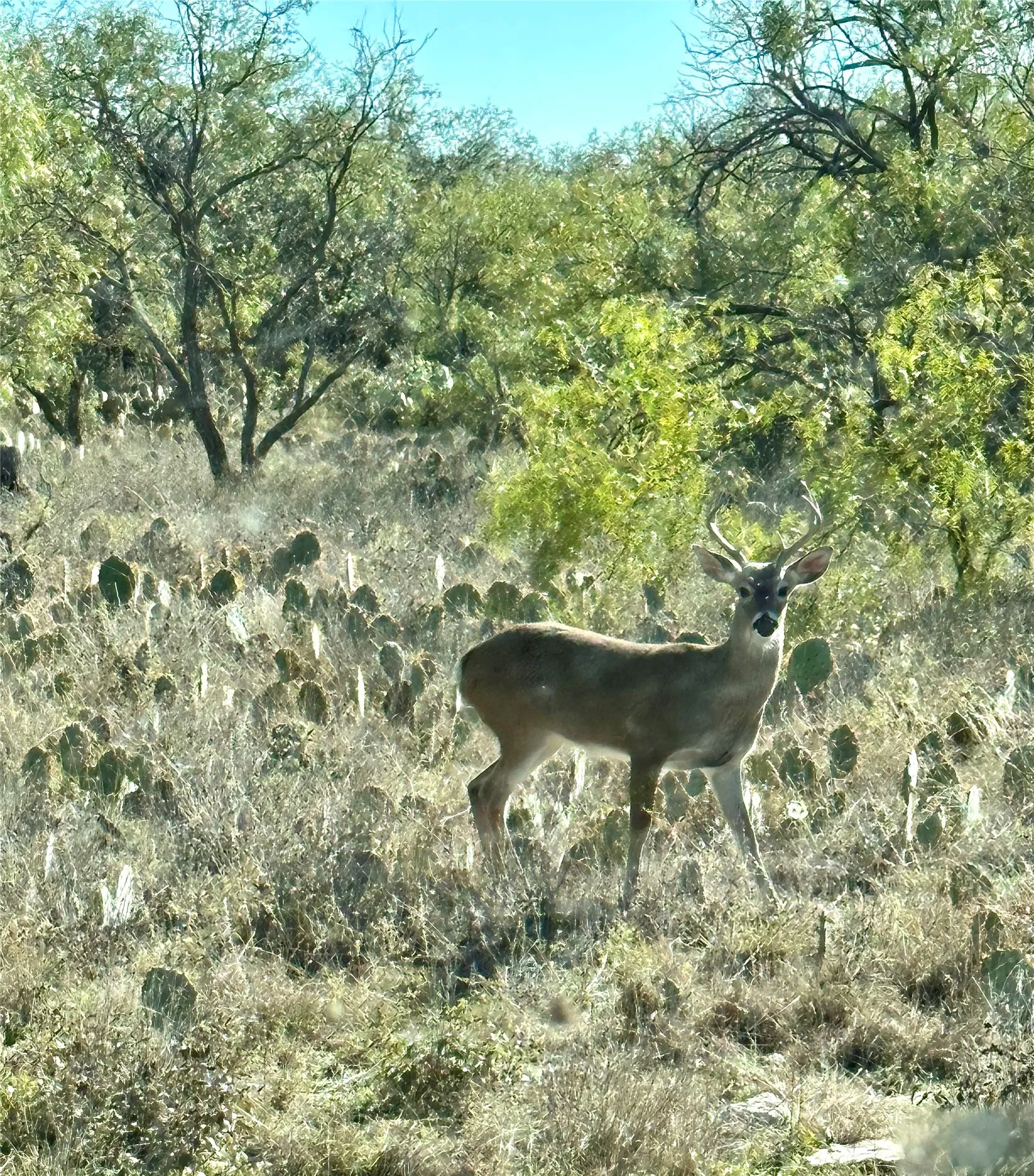 Ranch For Sale in Mc Culloch County , 401 Fallow Spur, Melvin, Texas 76858, 0, 0, Garage spaces, 0 Sqft, built in 0, mls#21290117, Real Estate Agent in Melvin, Homes For Sale in Mc Culloch county, Homes For Sale in Melvin, Realtor in Melvin Texas, Real Estate Brokerage Independent Realty Texas, Luminita Cordes Realtor