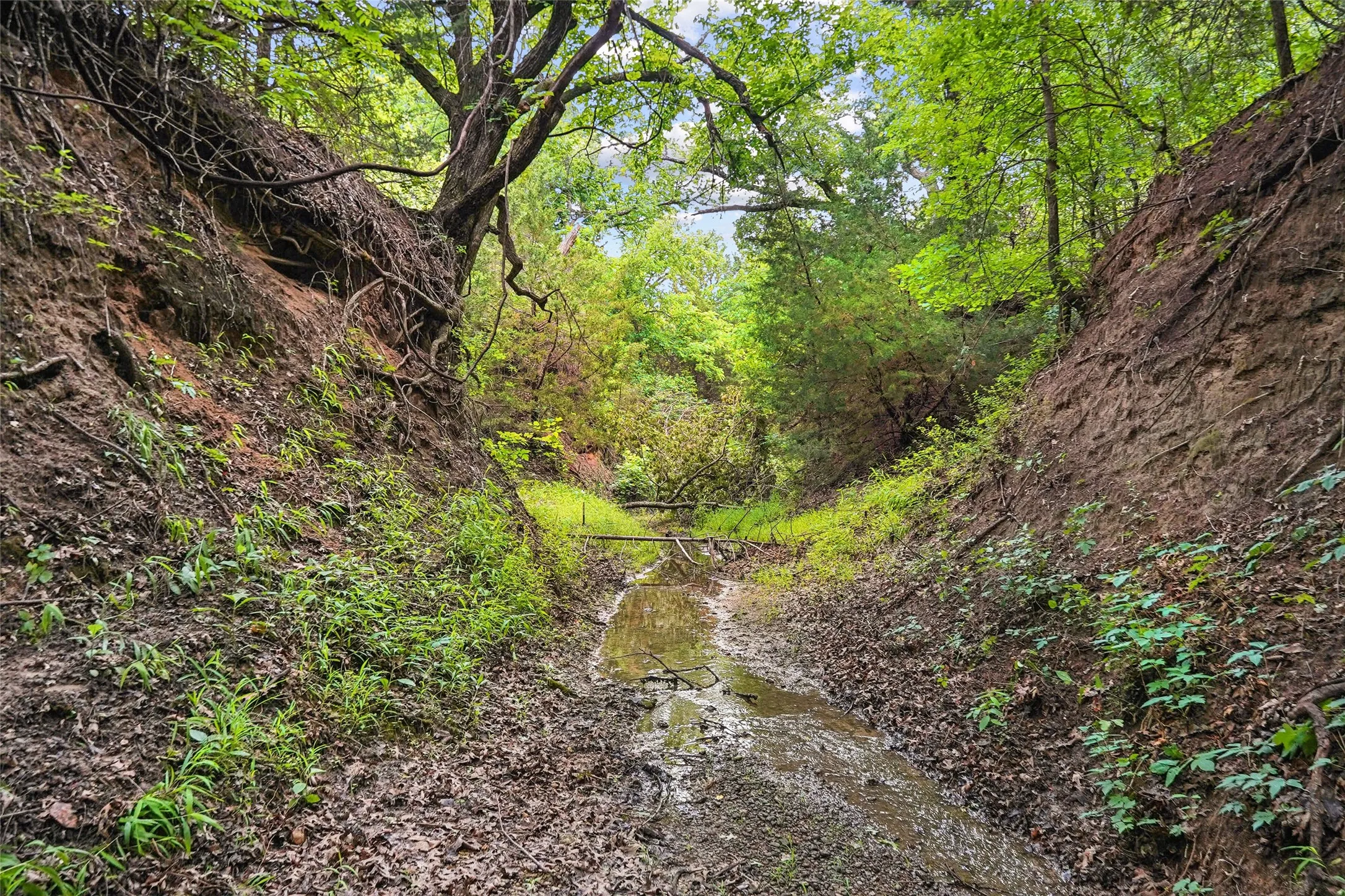 Unimproved Land For Sale in Montague County , TBD School House Road, Forestburg, Texas 76239, 0, 0, Garage spaces, 0 Sqft, built in 0, mls#21276215, Real Estate Agent in Forestburg, Homes For Sale in Montague county, Homes For Sale in Forestburg, Realtor in Forestburg Texas, Real Estate Brokerage Independent Realty Texas, Luminita Cordes Realtor