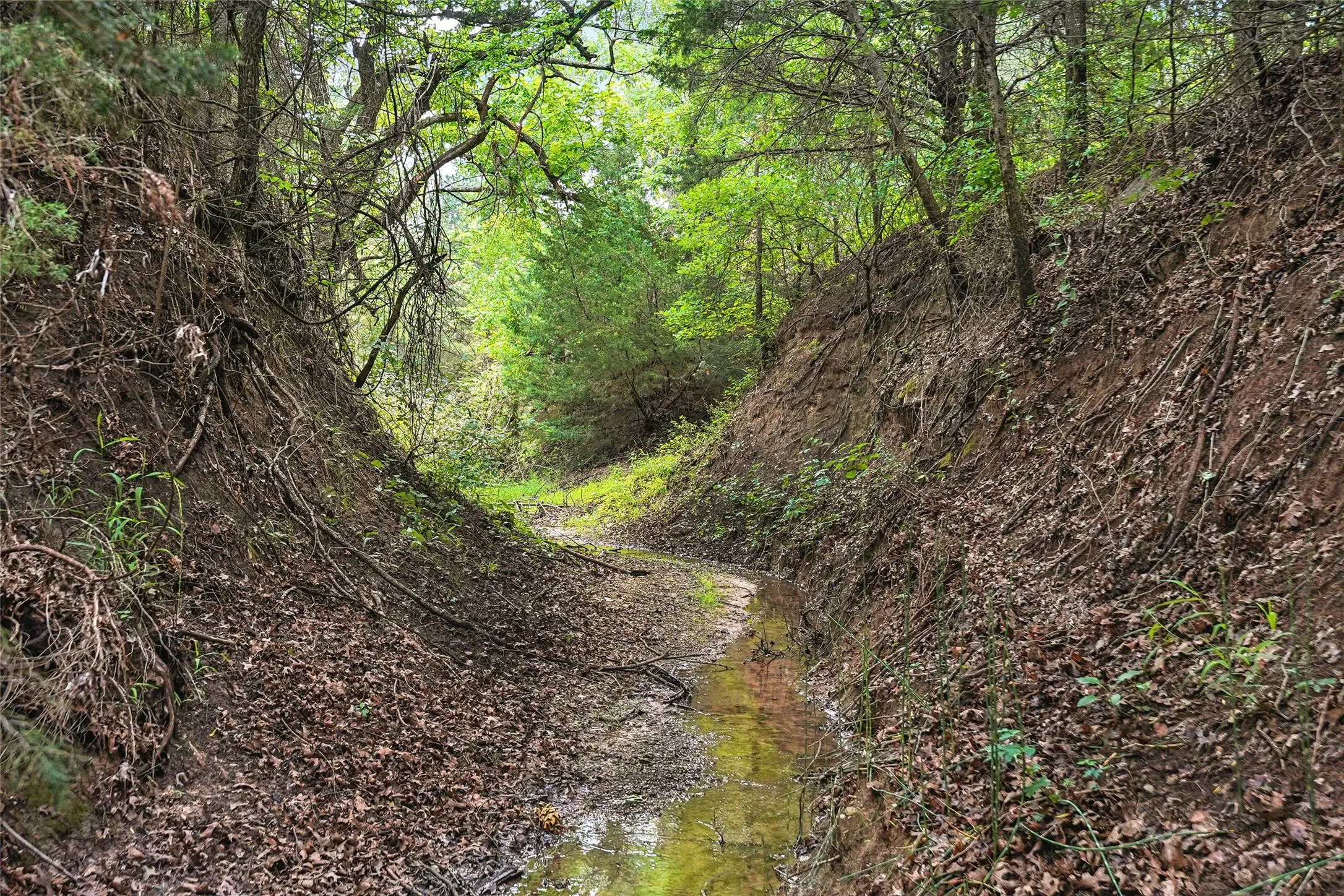 Unimproved Land For Sale in Montague County , TBD School House Road, Forestburg, Texas 76239, 0, 0, Garage spaces, 0 Sqft, built in 0, mls#21276215, Real Estate Agent in Forestburg, Homes For Sale in Montague county, Homes For Sale in Forestburg, Realtor in Forestburg Texas, Real Estate Brokerage Independent Realty Texas, Luminita Cordes Realtor