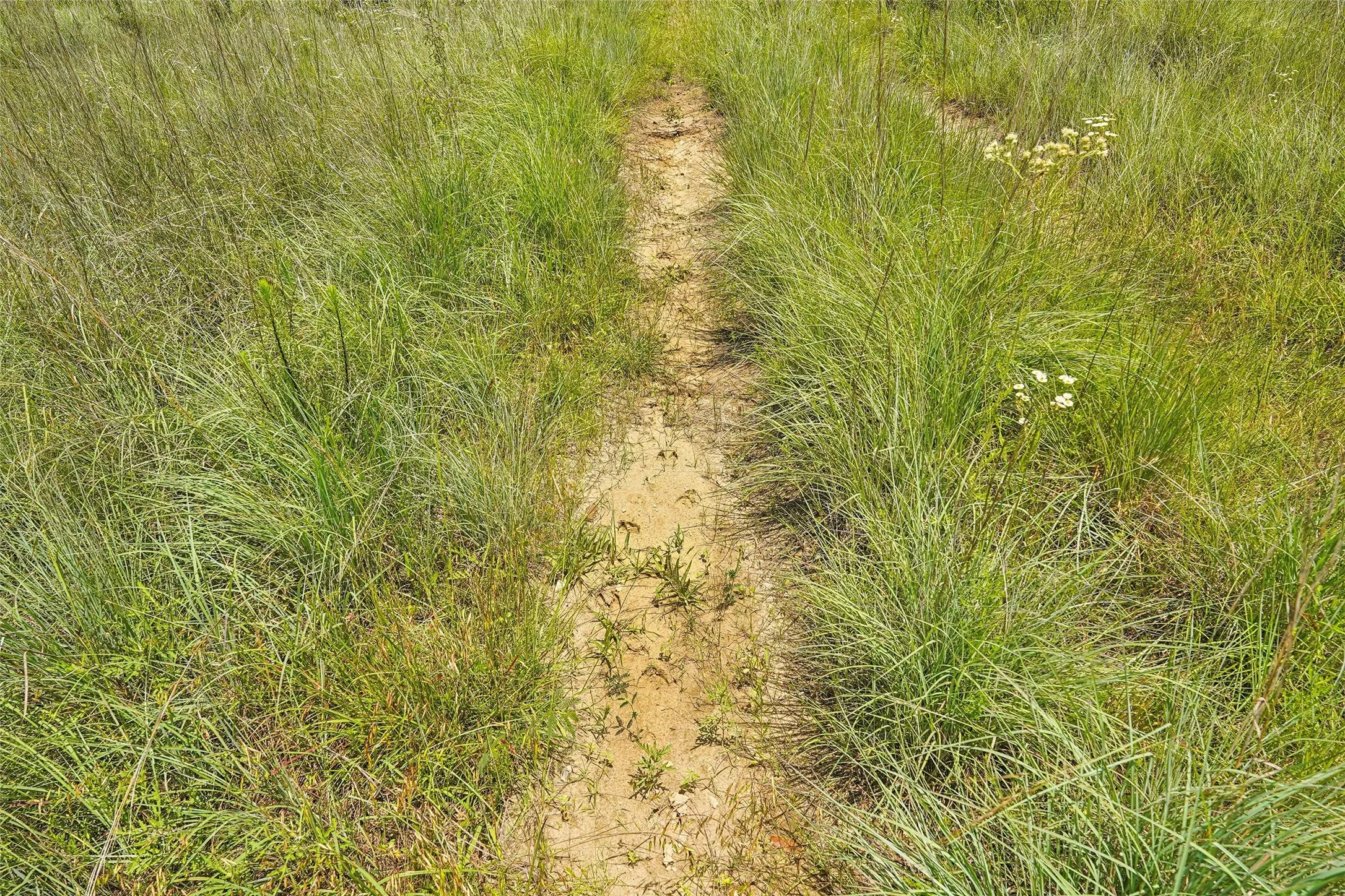 Unimproved Land For Sale in Montague County , TBD School House Road, Forestburg, Texas 76239, 0, 0, Garage spaces, 0 Sqft, built in 0, mls#21276215, Real Estate Agent in Forestburg, Homes For Sale in Montague county, Homes For Sale in Forestburg, Realtor in Forestburg Texas, Real Estate Brokerage Independent Realty Texas, Luminita Cordes Realtor
