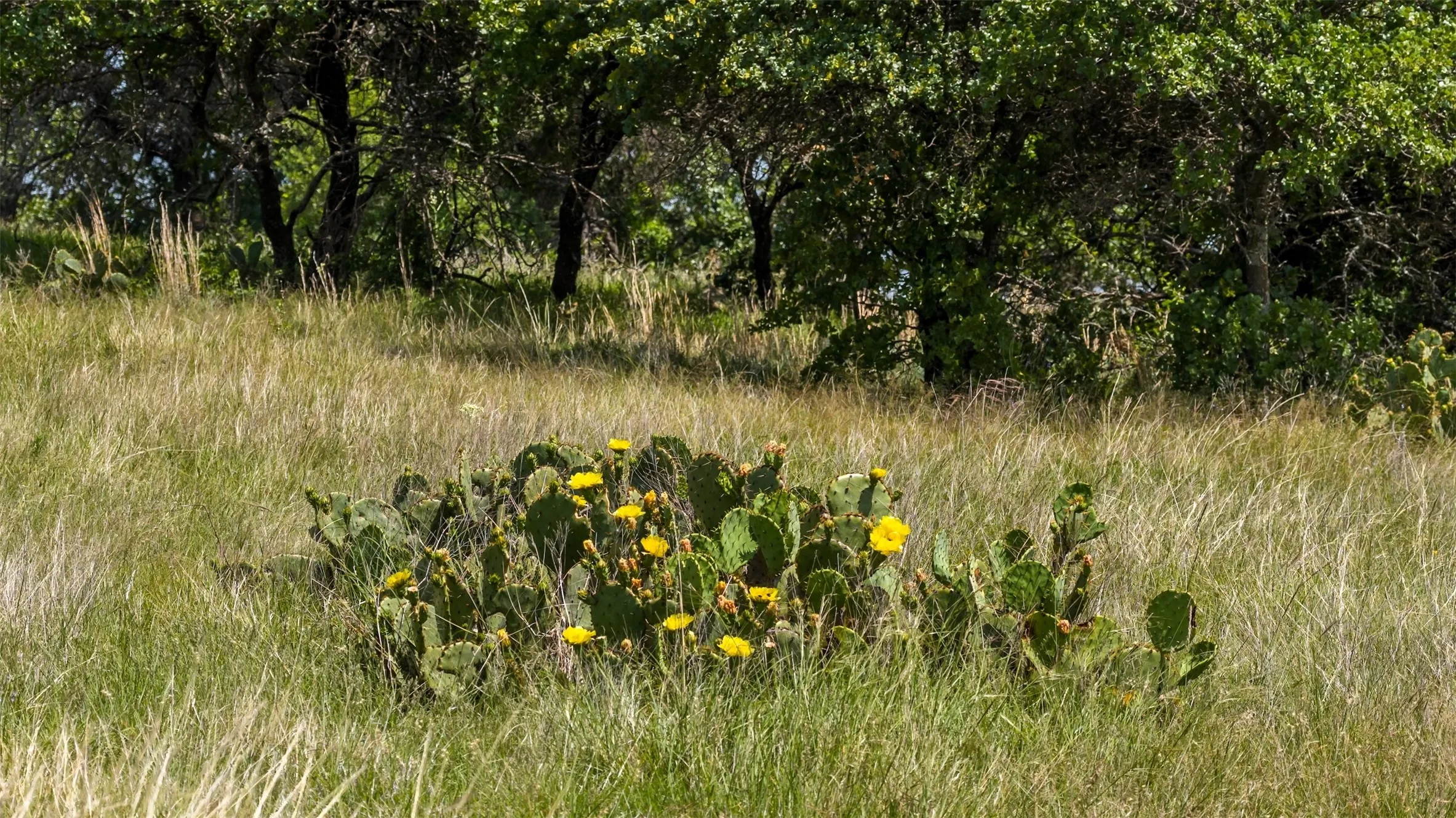 Unimproved Land For Sale in Erath County , TBD County Road 126, Gordon, Texas 76453, 0, 0, Garage spaces, 0 Sqft, built in 0, mls#21302355, Real Estate Agent in Gordon, Homes For Sale in Erath county, Homes For Sale in Gordon, Realtor in Gordon Texas, Real Estate Brokerage Independent Realty Texas, Luminita Cordes Realtor