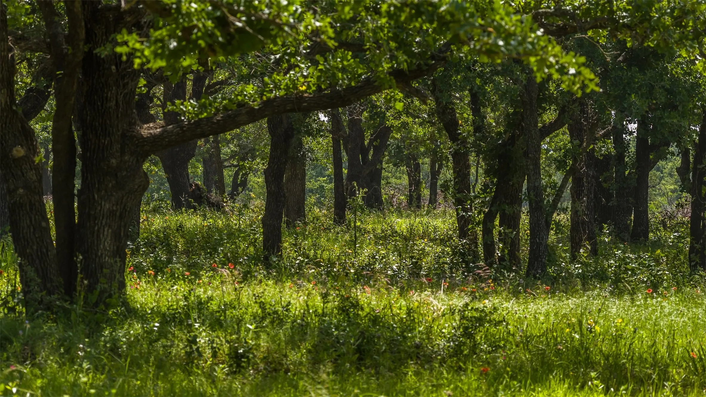 Unimproved Land For Sale in Erath County , TBD County Road 126, Gordon, Texas 76453, 0, 0, Garage spaces, 0 Sqft, built in 0, mls#21302355, Real Estate Agent in Gordon, Homes For Sale in Erath county, Homes For Sale in Gordon, Realtor in Gordon Texas, Real Estate Brokerage Independent Realty Texas, Luminita Cordes Realtor