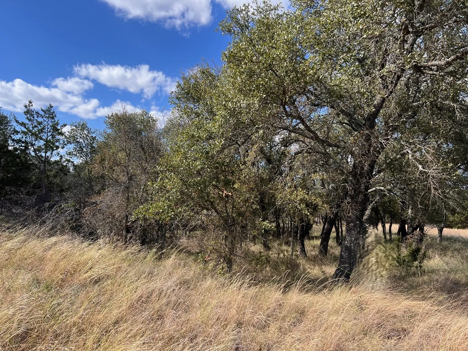 Unimproved Land For Sale in Brown County , TBD - Lot 31 County Road 600, Brownwood, Texas 76801, 0, 0, Garage spaces, 0 Sqft, built in 0, mls#21302362, Real Estate Agent in Brownwood, Homes For Sale in Brown county, Homes For Sale in Brownwood, Realtor in Brownwood Texas, Real Estate Brokerage Independent Realty Texas, Luminita Cordes Realtor
