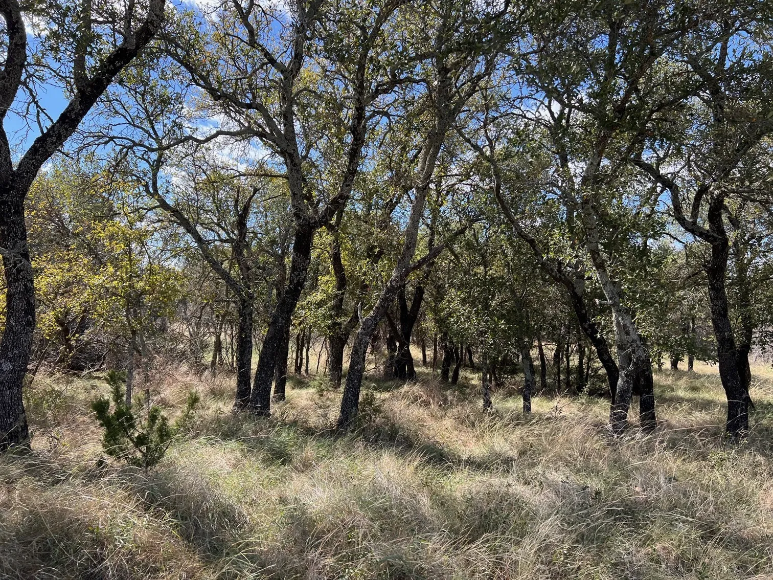 Unimproved Land For Sale in Brown County , TBD - Lot 31 County Road 600, Brownwood, Texas 76801, 0, 0, Garage spaces, 0 Sqft, built in 0, mls#21302362, Real Estate Agent in Brownwood, Homes For Sale in Brown county, Homes For Sale in Brownwood, Realtor in Brownwood Texas, Real Estate Brokerage Independent Realty Texas, Luminita Cordes Realtor